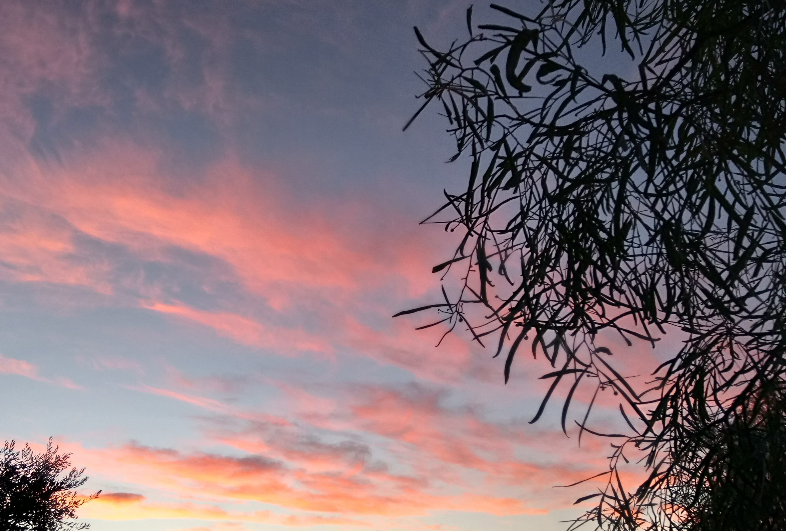background, sunset, pink, clouds, leaves, silhouette, nature