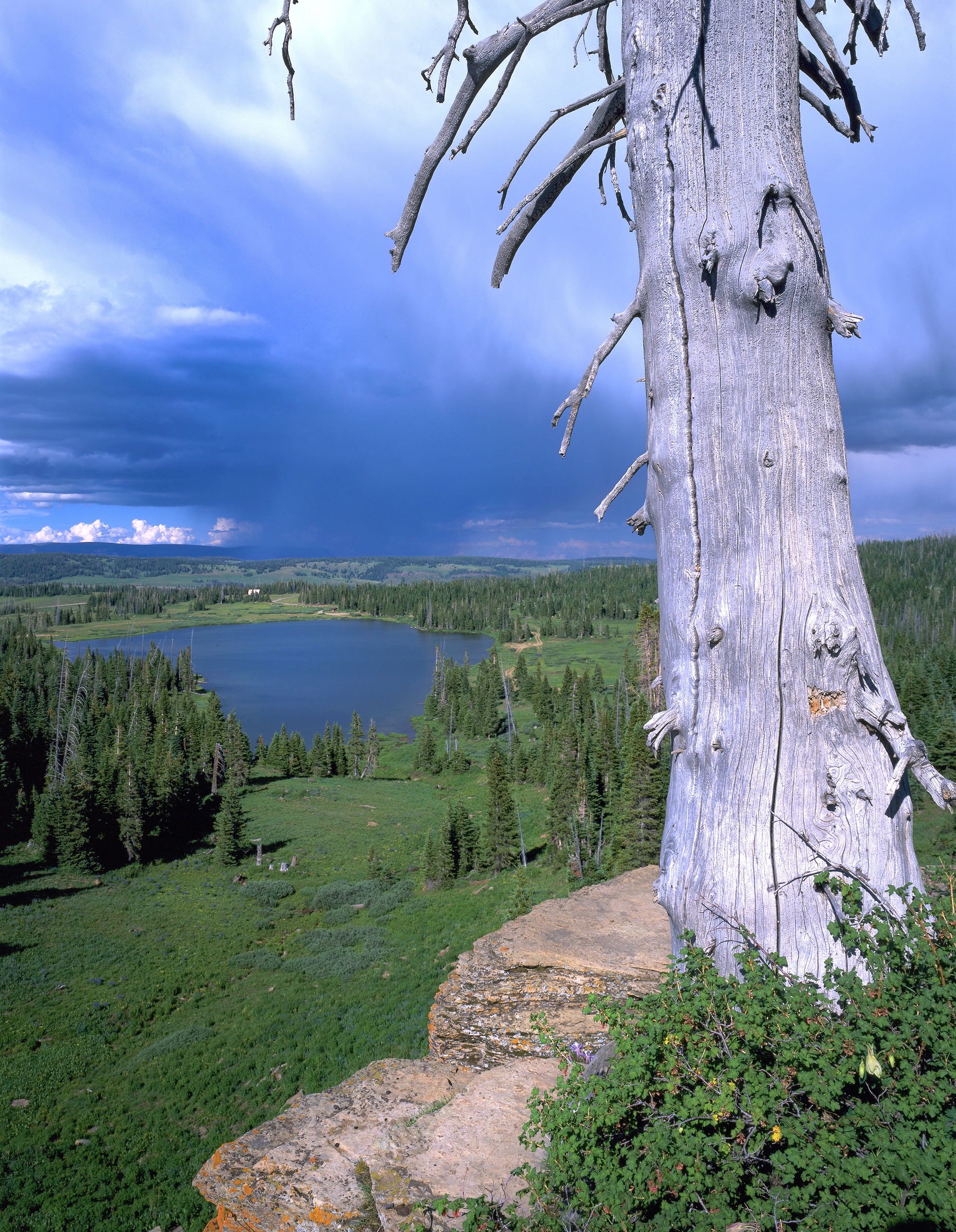 storm, tree, dramatic, forest, colorado, landscape, plant, tranquility