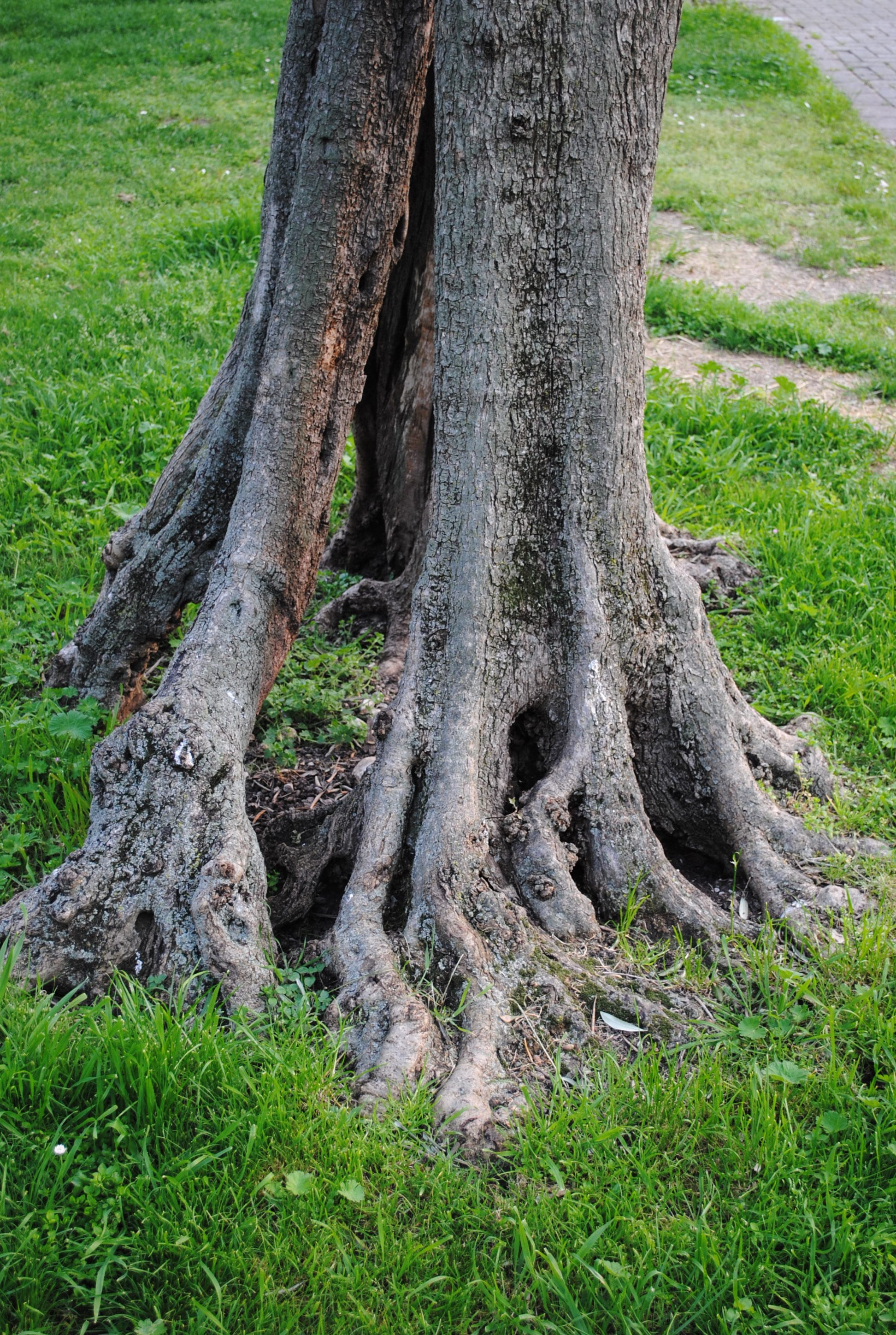 Olive Tree, Log, Root, Structures, olive root, gnarled, old tree
