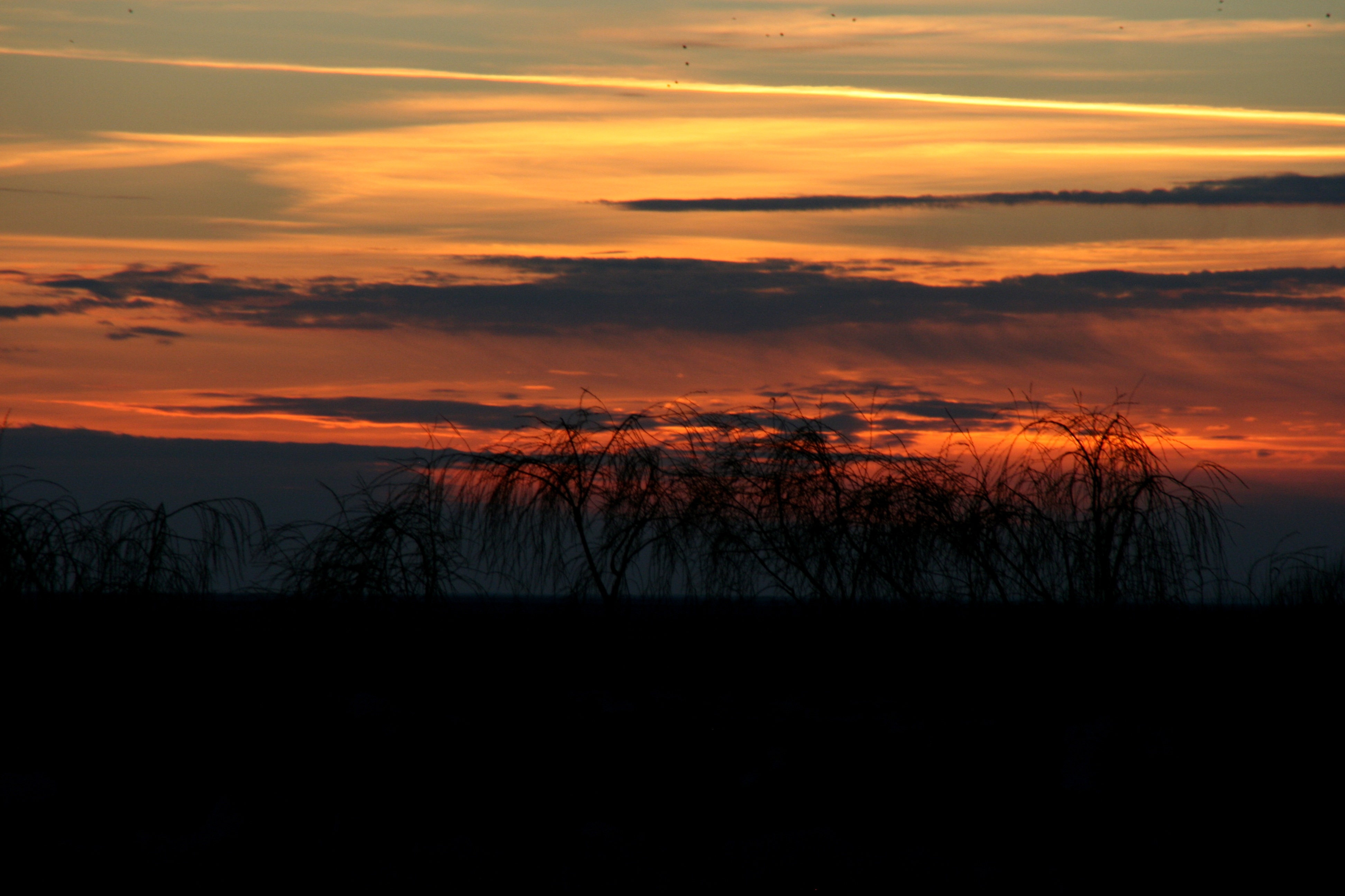 sunset, tree, sky, cloud, red, in the evening, cloud - sky