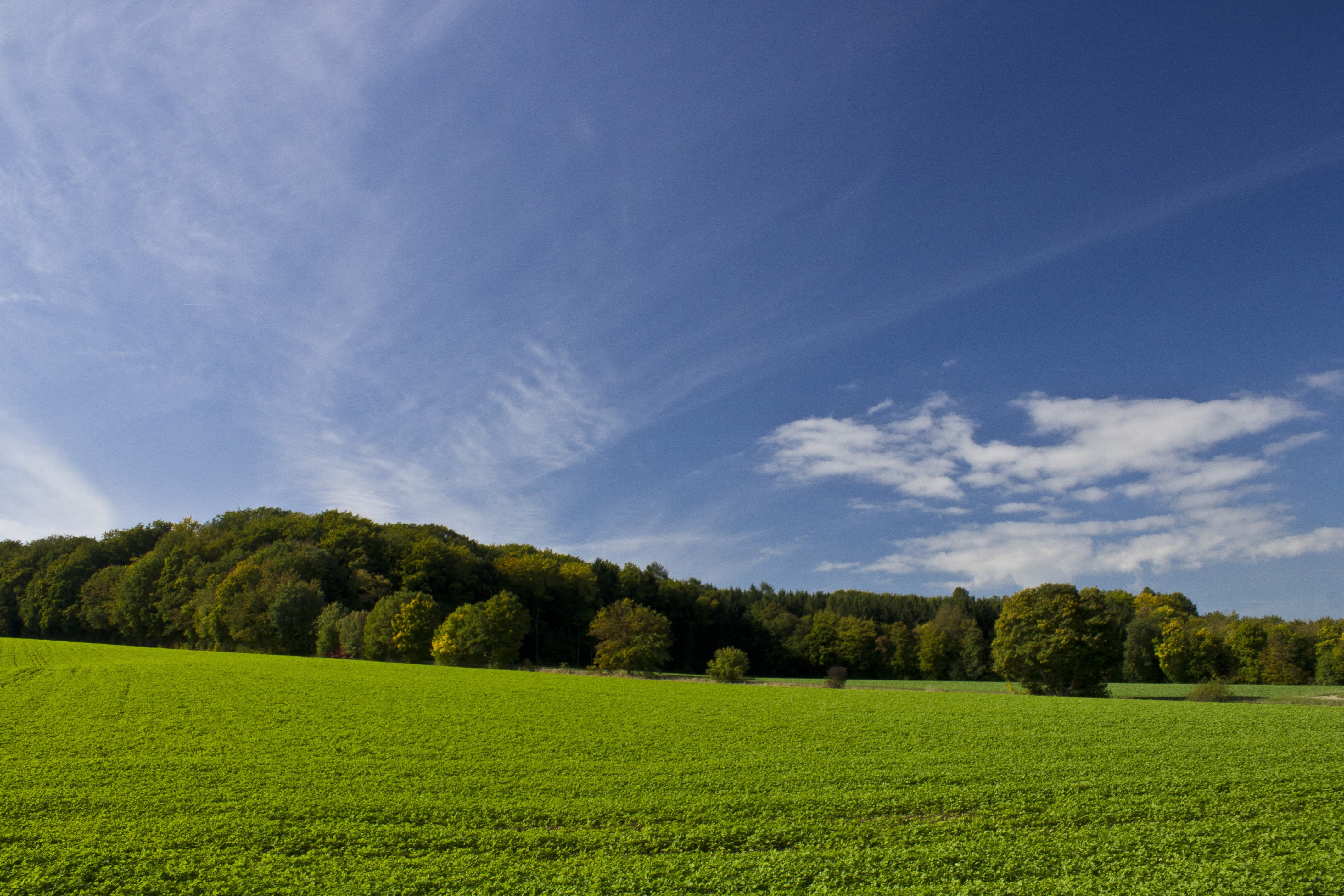 green leaf trees on grass fields under cloudy sky at daytime