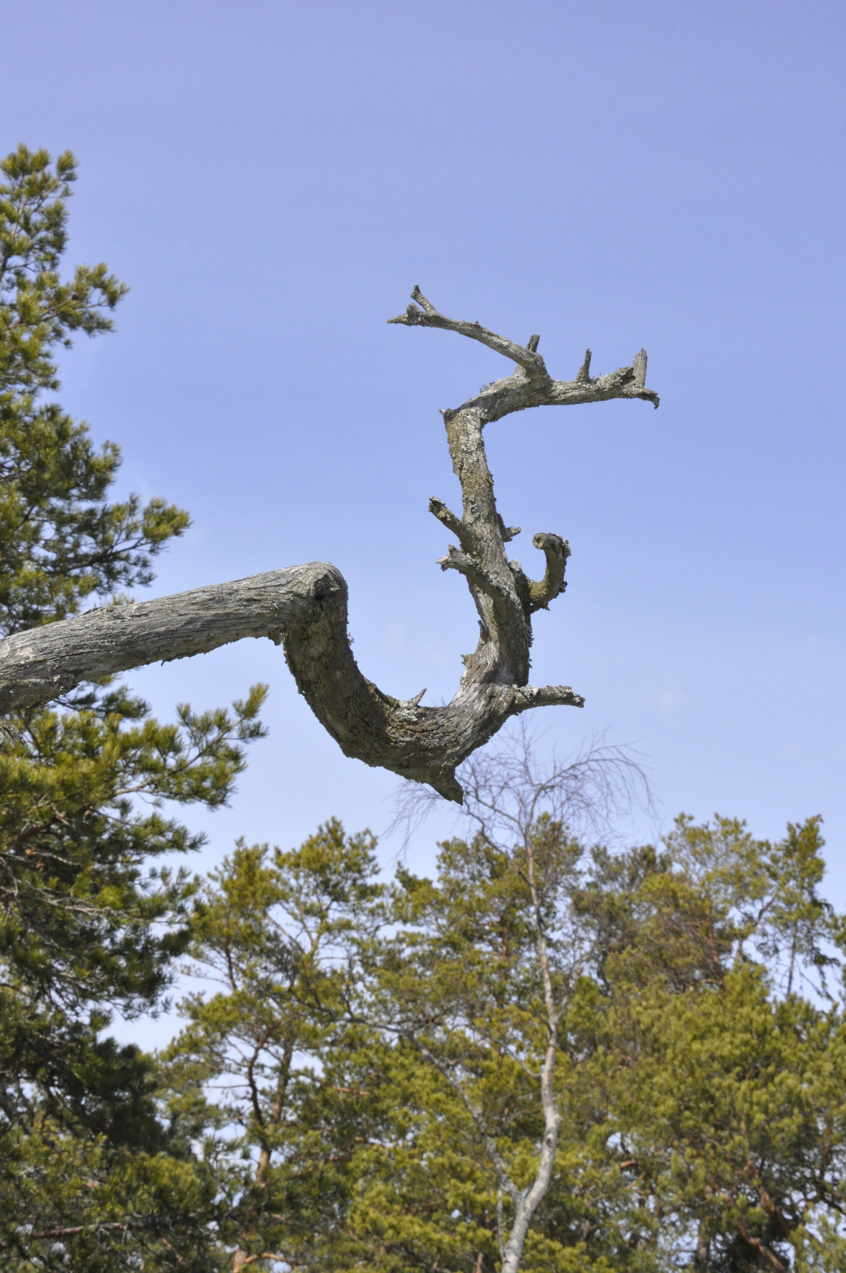 tree, nature, old tree, tree branch, plant, sky, low angle view
