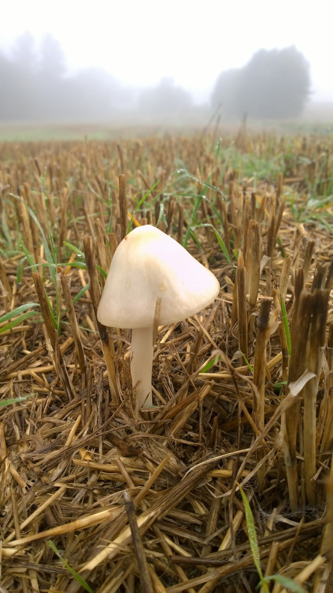 mark, toadstool, toadstools, grass, nature, fungus, autumn