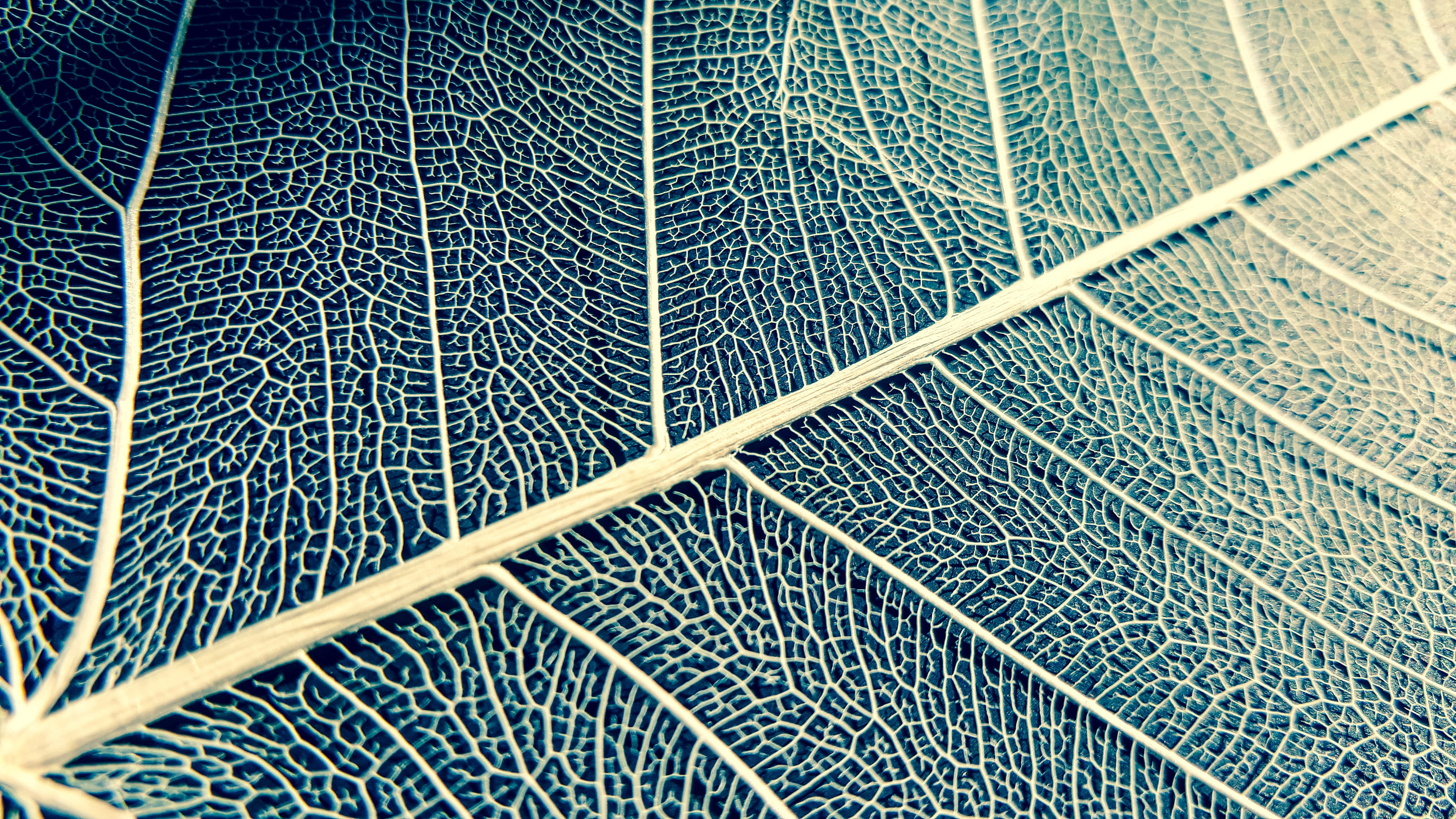 green leaf, white, structure, texture, nature, plant, pattern