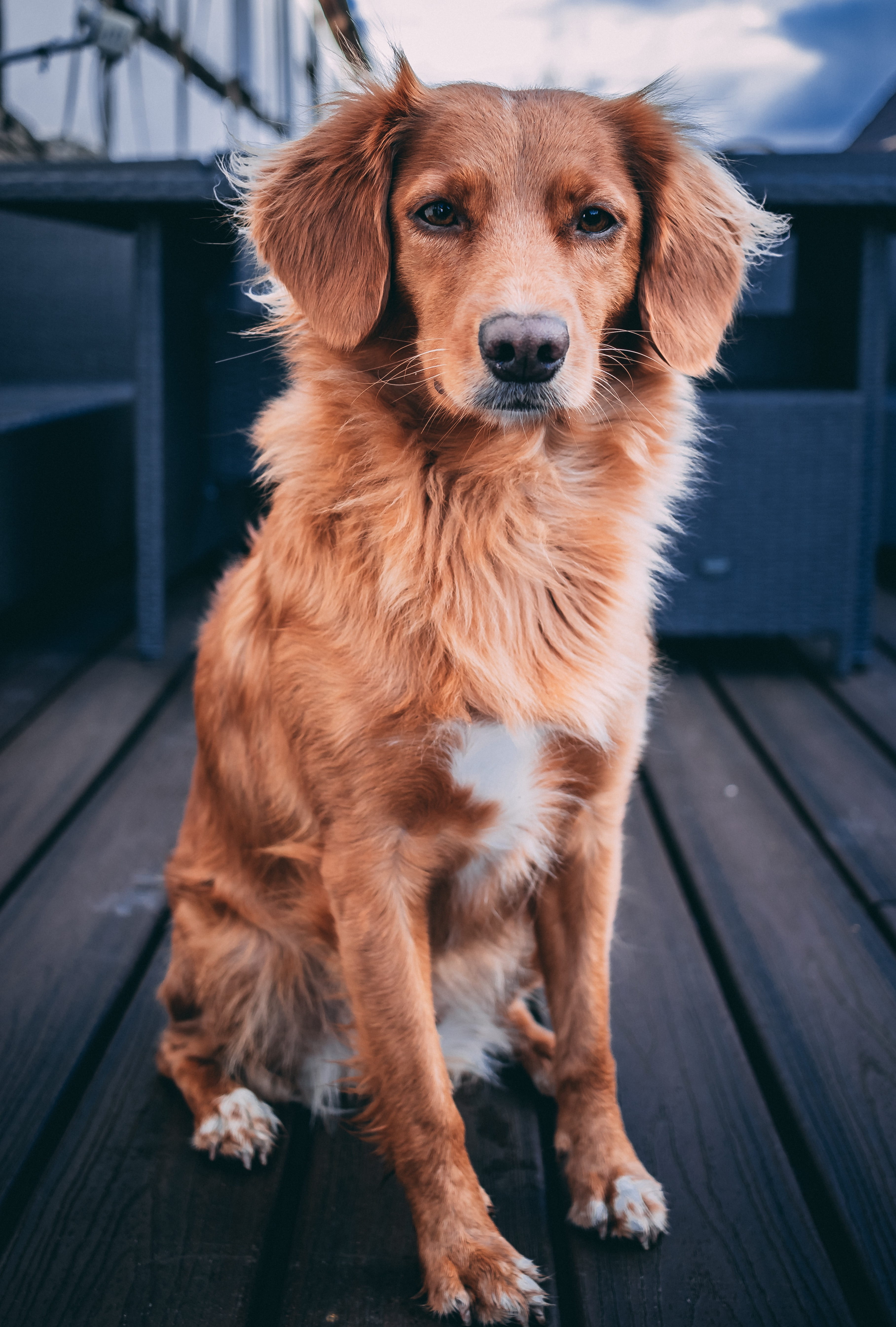 adult Nova Scotia duck tolling retriever sitting on brown wooden surface