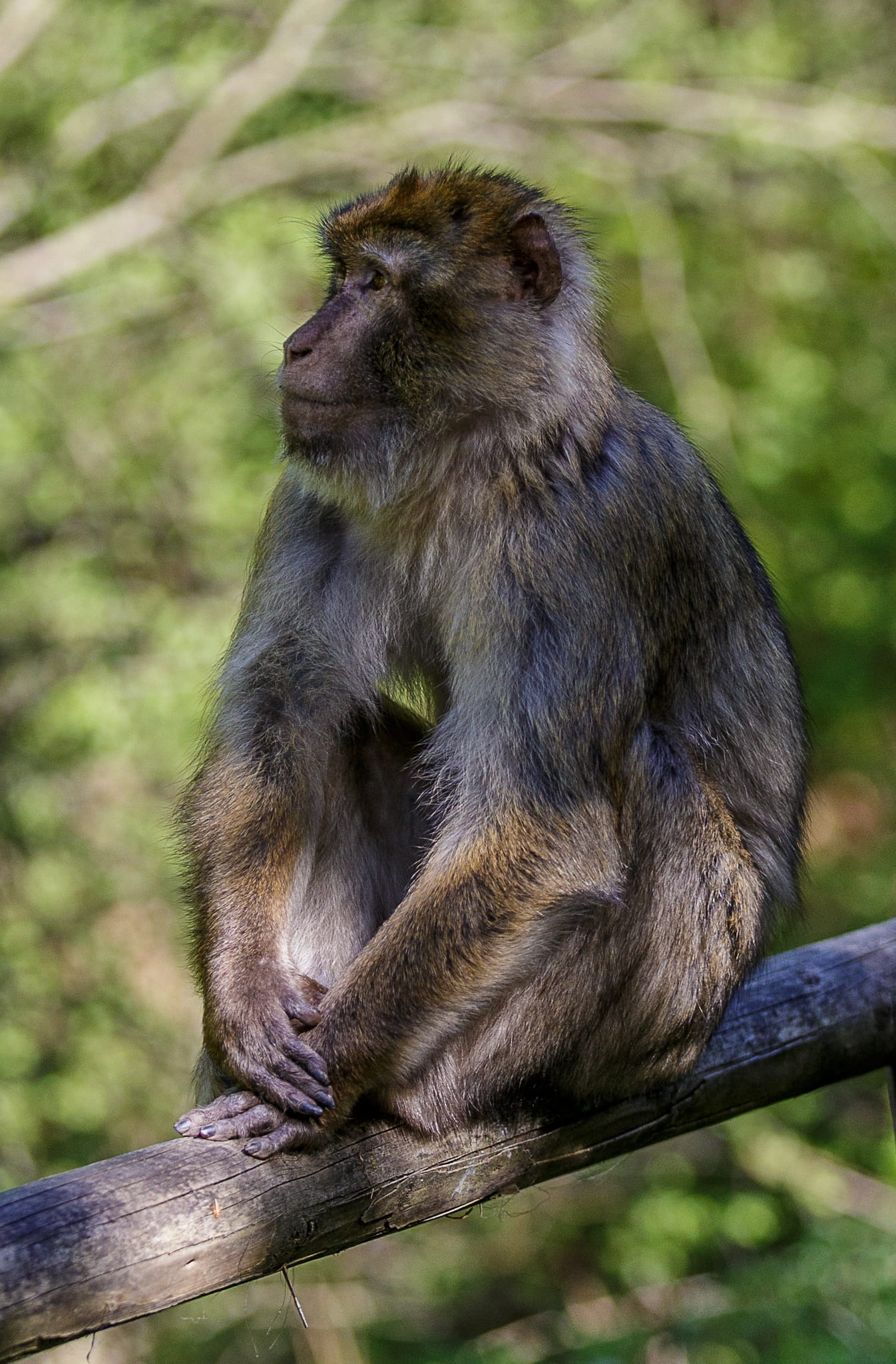 Monkey, Rest, Forest, Primate, Zoo, relaxation, animals, click