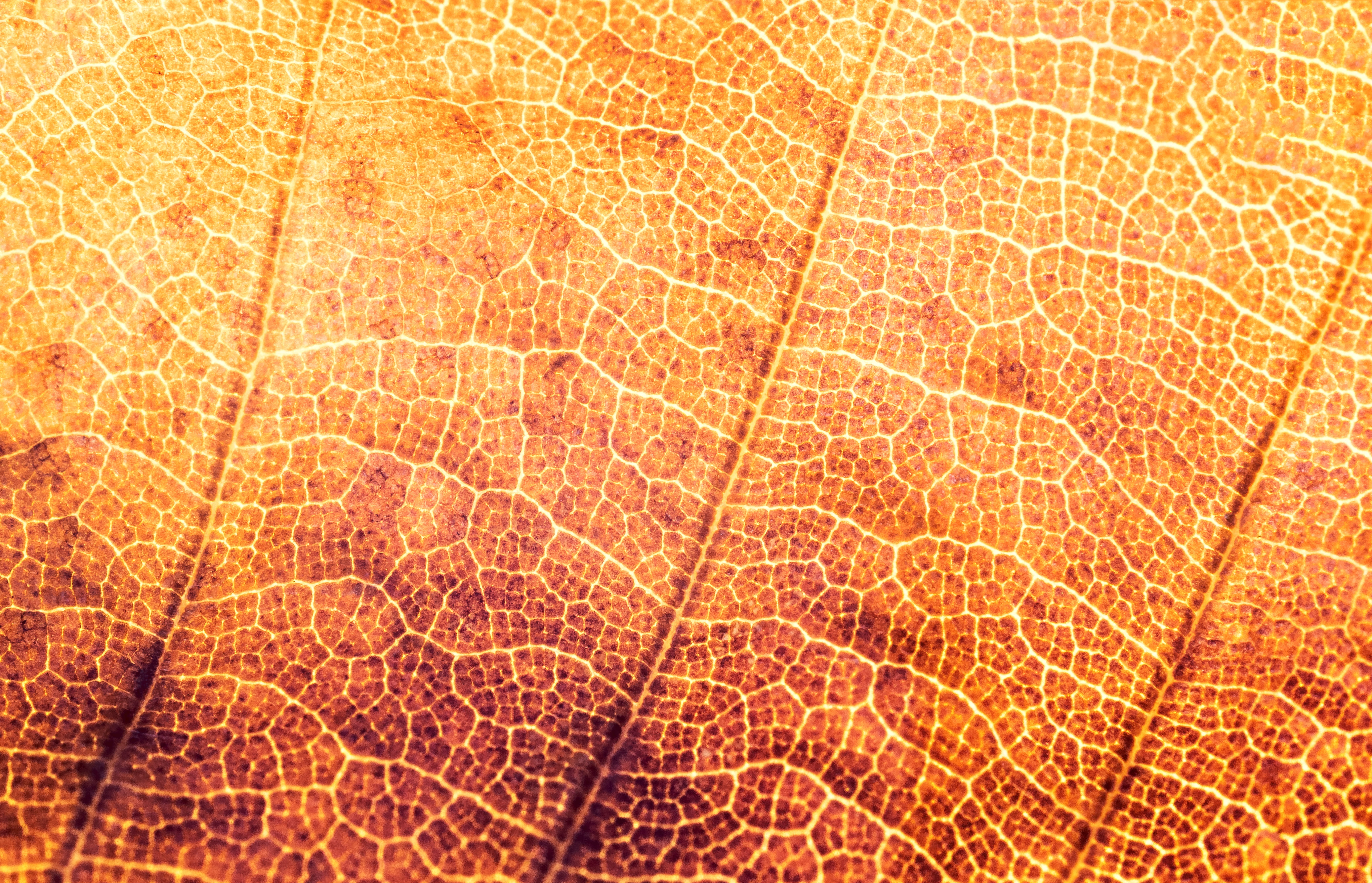 texture, structure, leaf, pattern, structures, background, autumn
