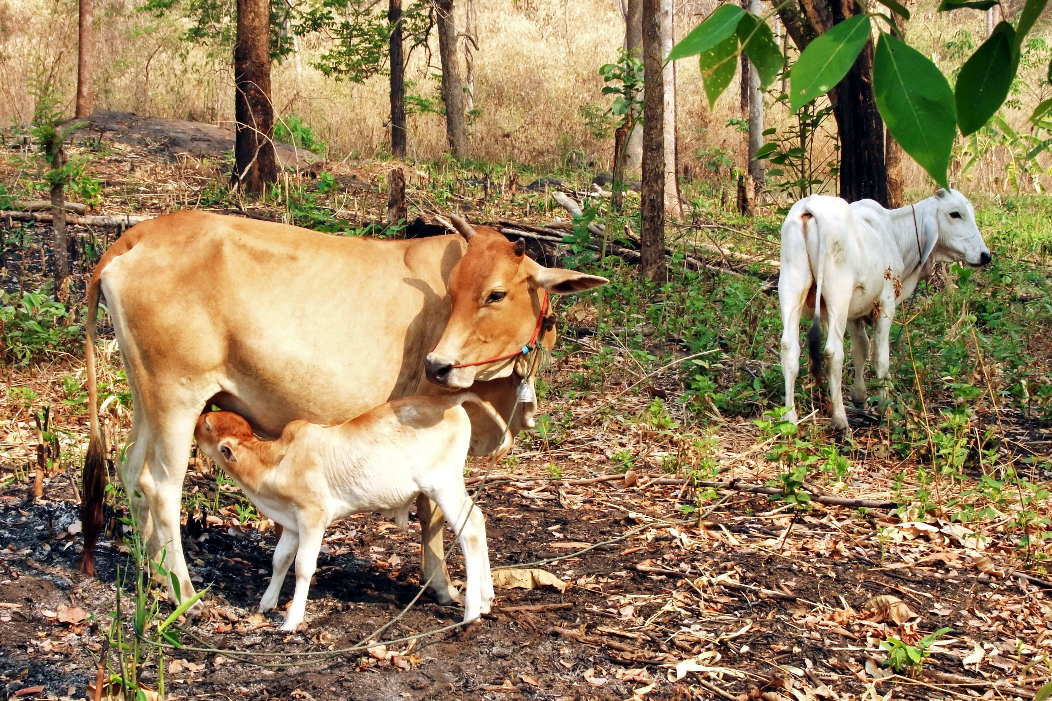 cow with calf, cattle, animal, lifestock, ruminant, breeding