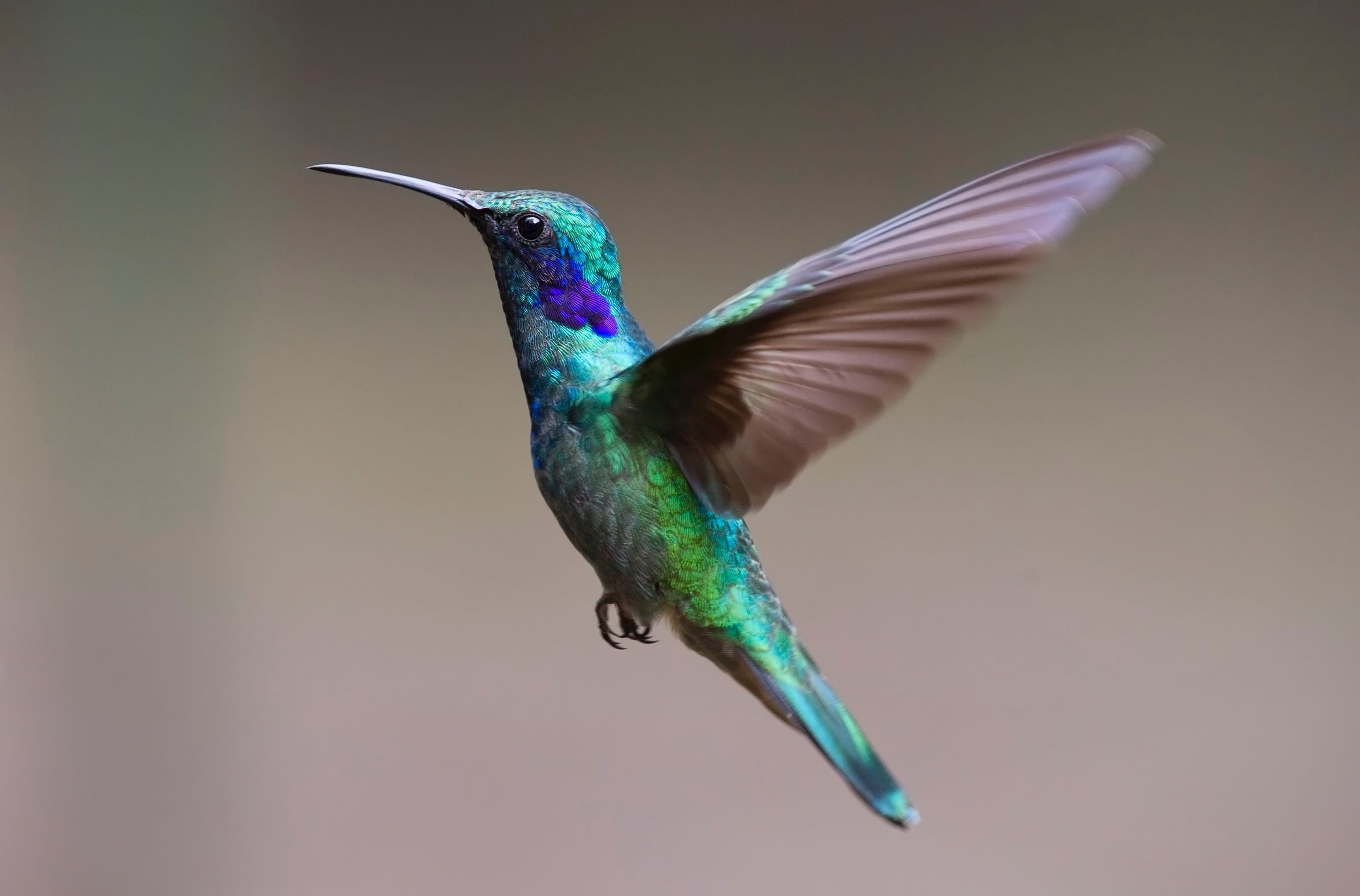 green and purple bird figurine, green and purple hummingbird