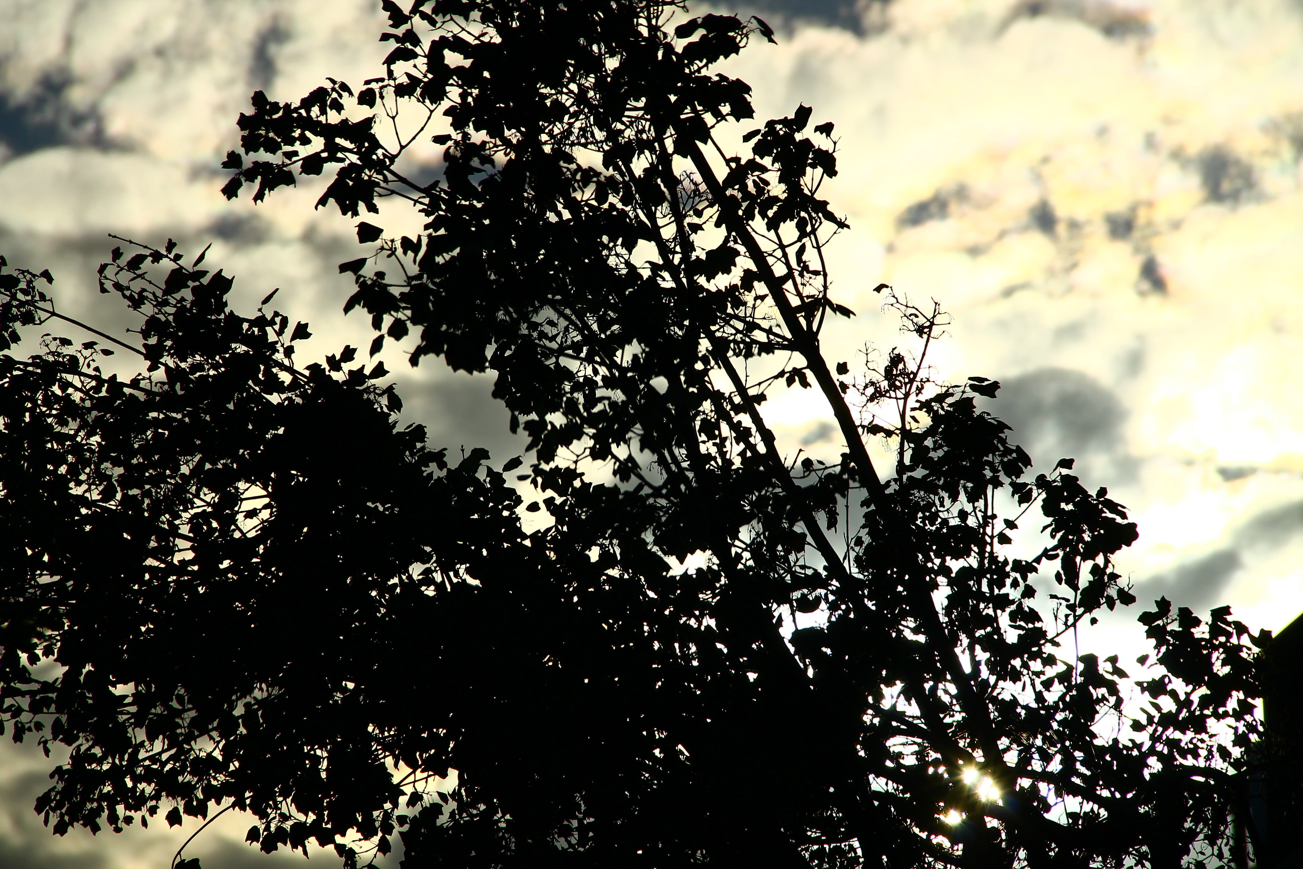 shadow, tree, shadows, sky, tree shadow, cloudy, plant, low angle view