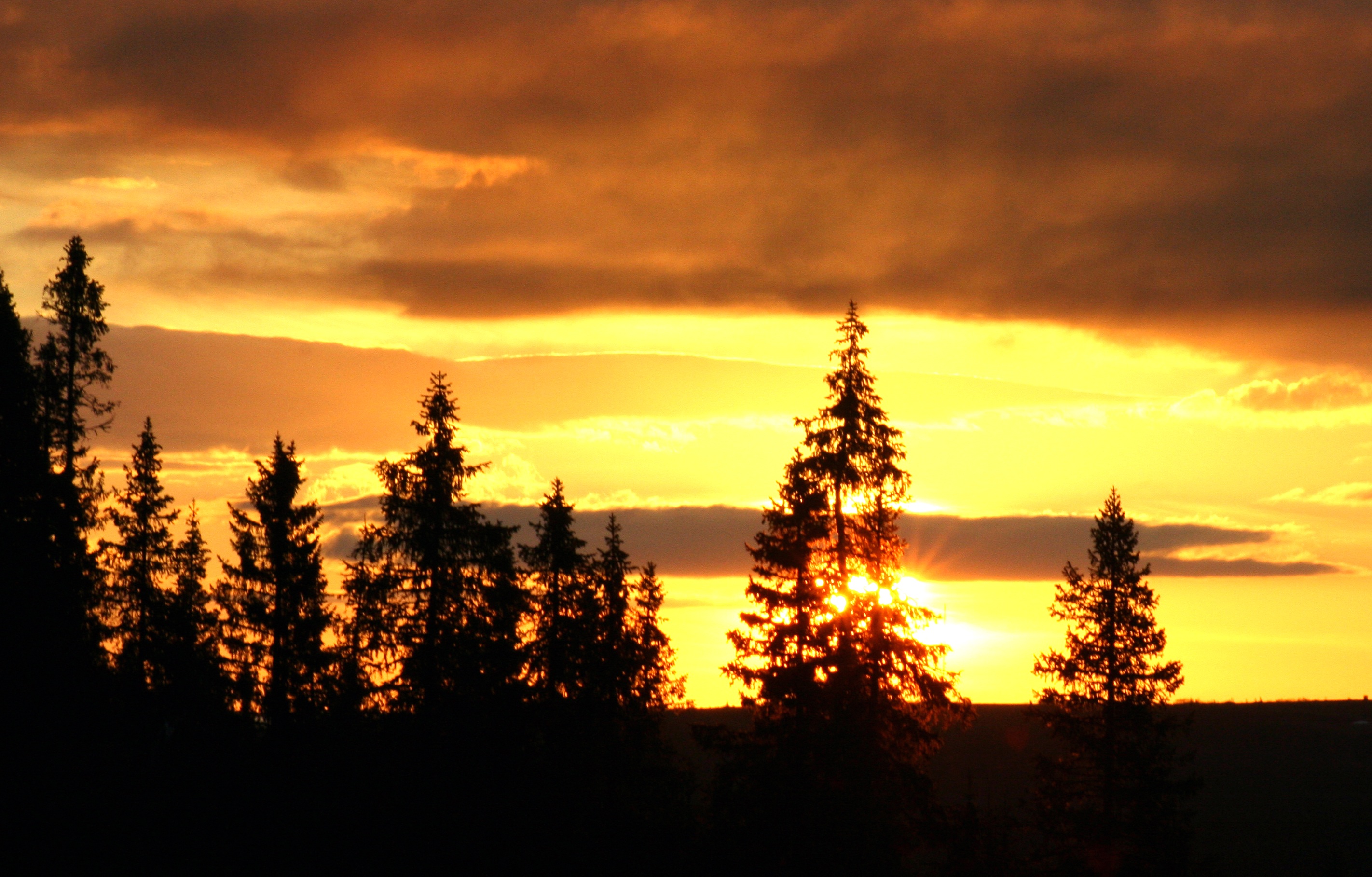 evening, sunset, cloud, forest, tree, sky, orange, plant, cloud - sky