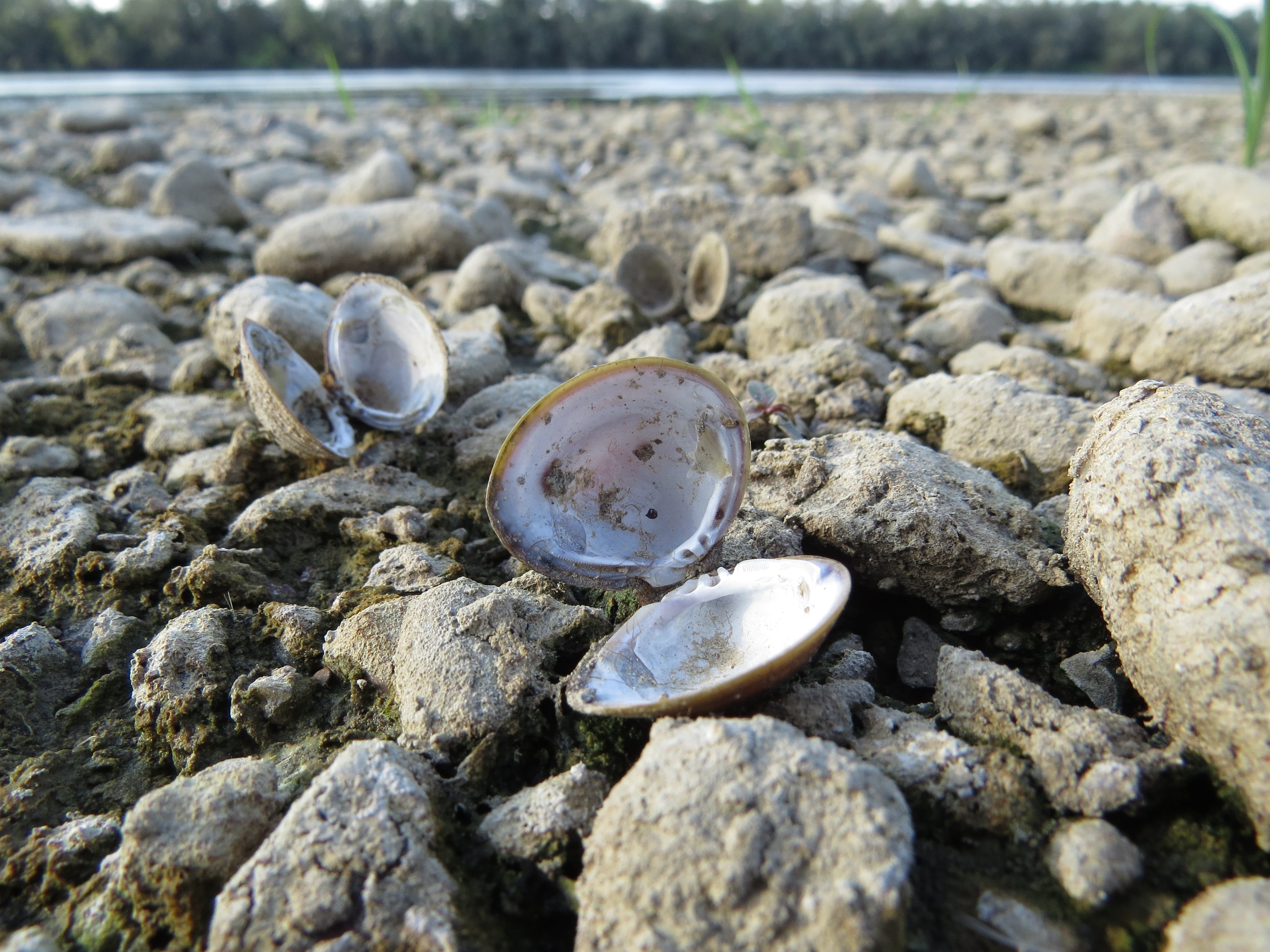 nature, shell, river, seashore, shellfish, solid, beach, no people
