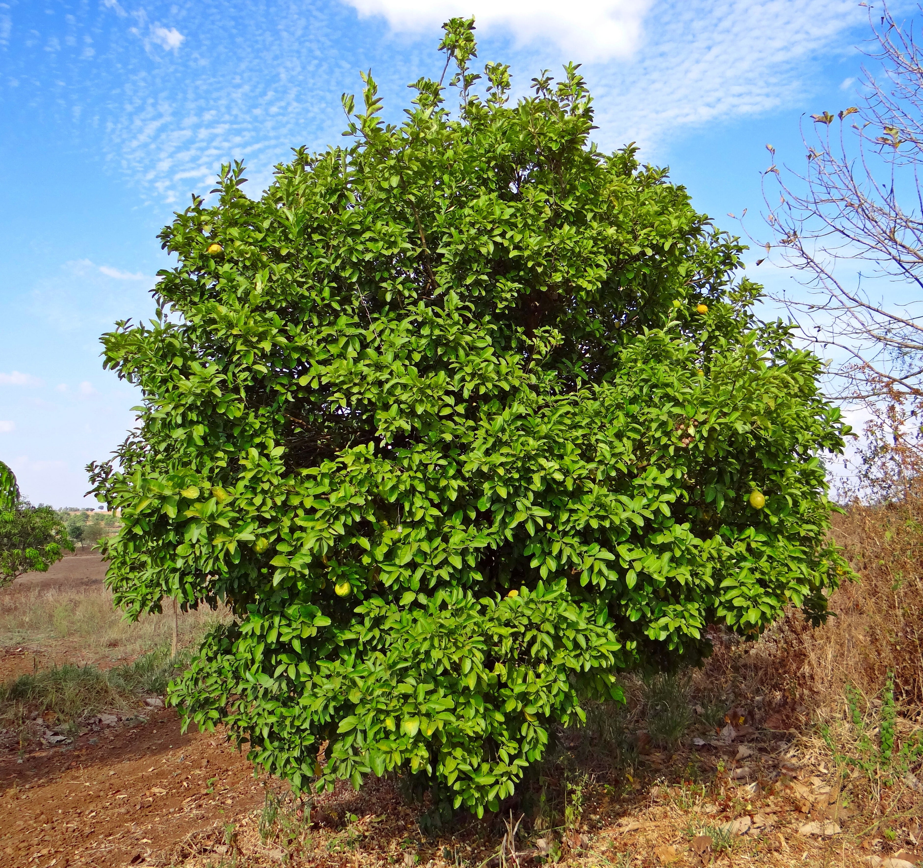 lemon tree, citron, fruit, hulikatti, india, plant, growth