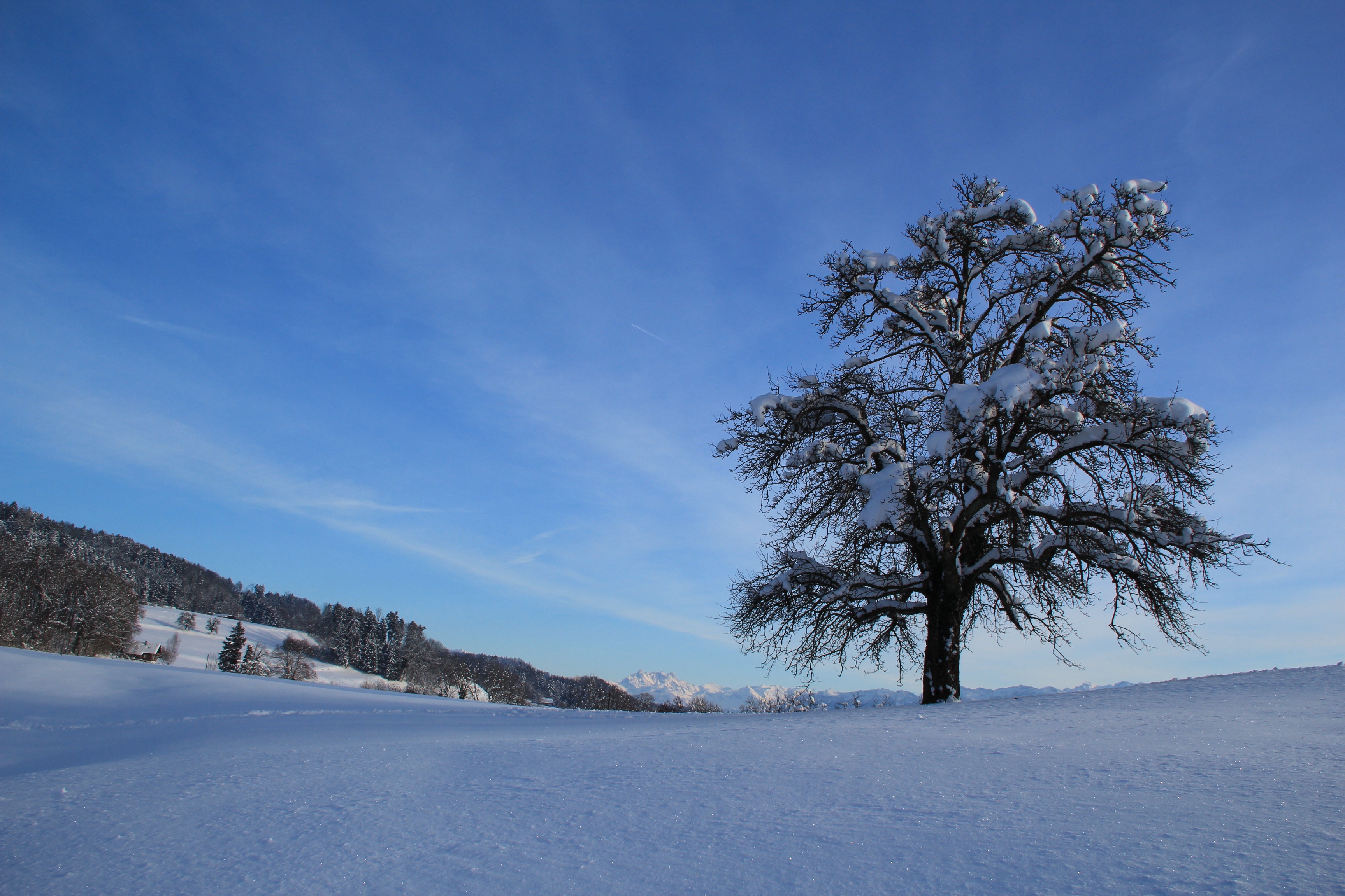 winter, snow, white, wintry, tree, cold temperature, plant