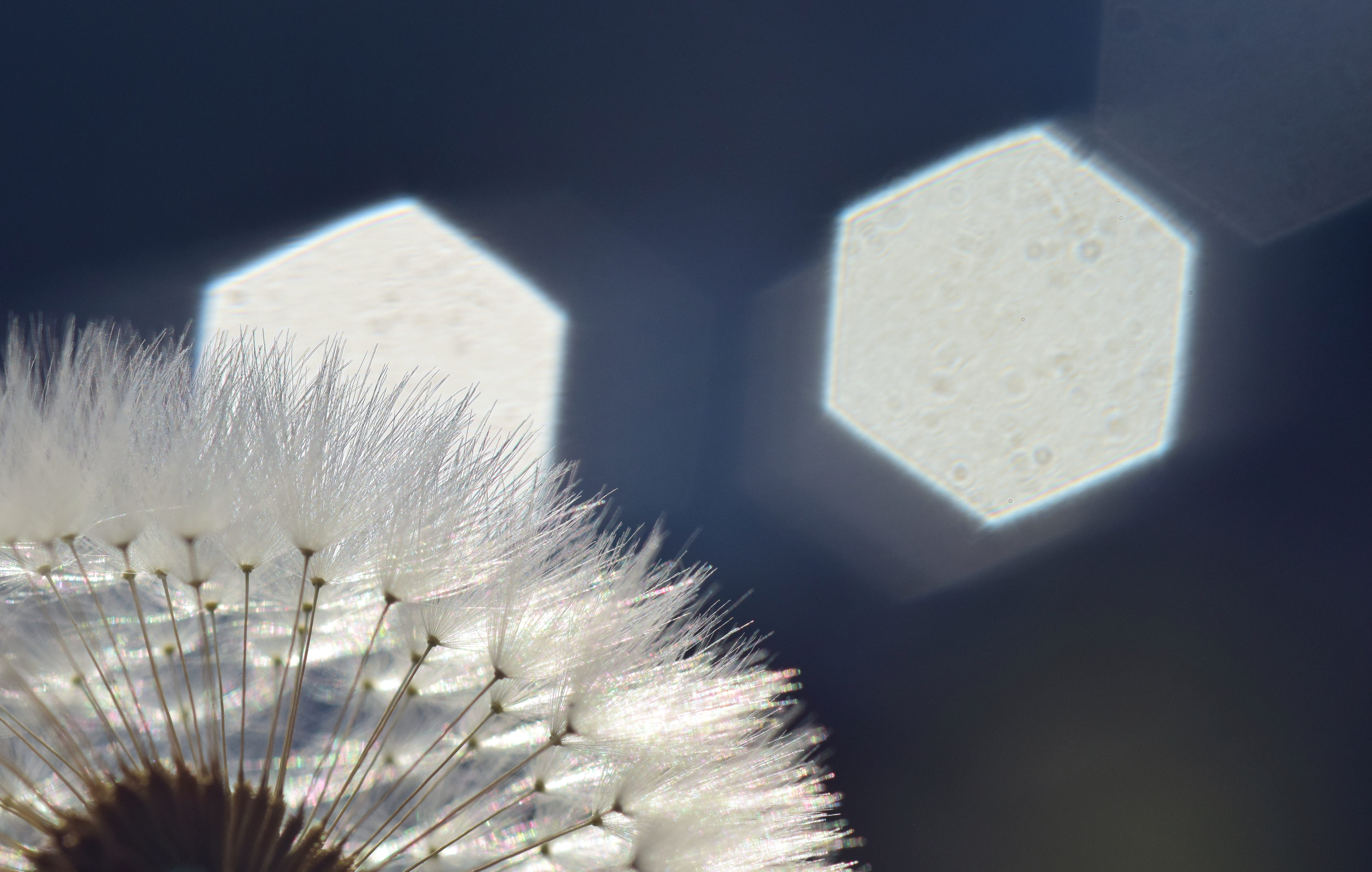 dandelion, back light, rays, sunlight, hell, close, macro, background