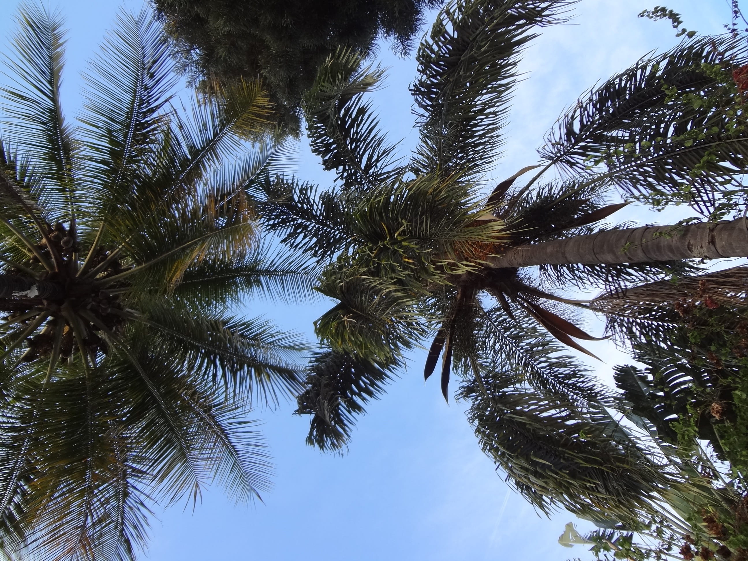 Palms, View, Tree, Nature, sky, palm tree, low angle view, tree trunk
