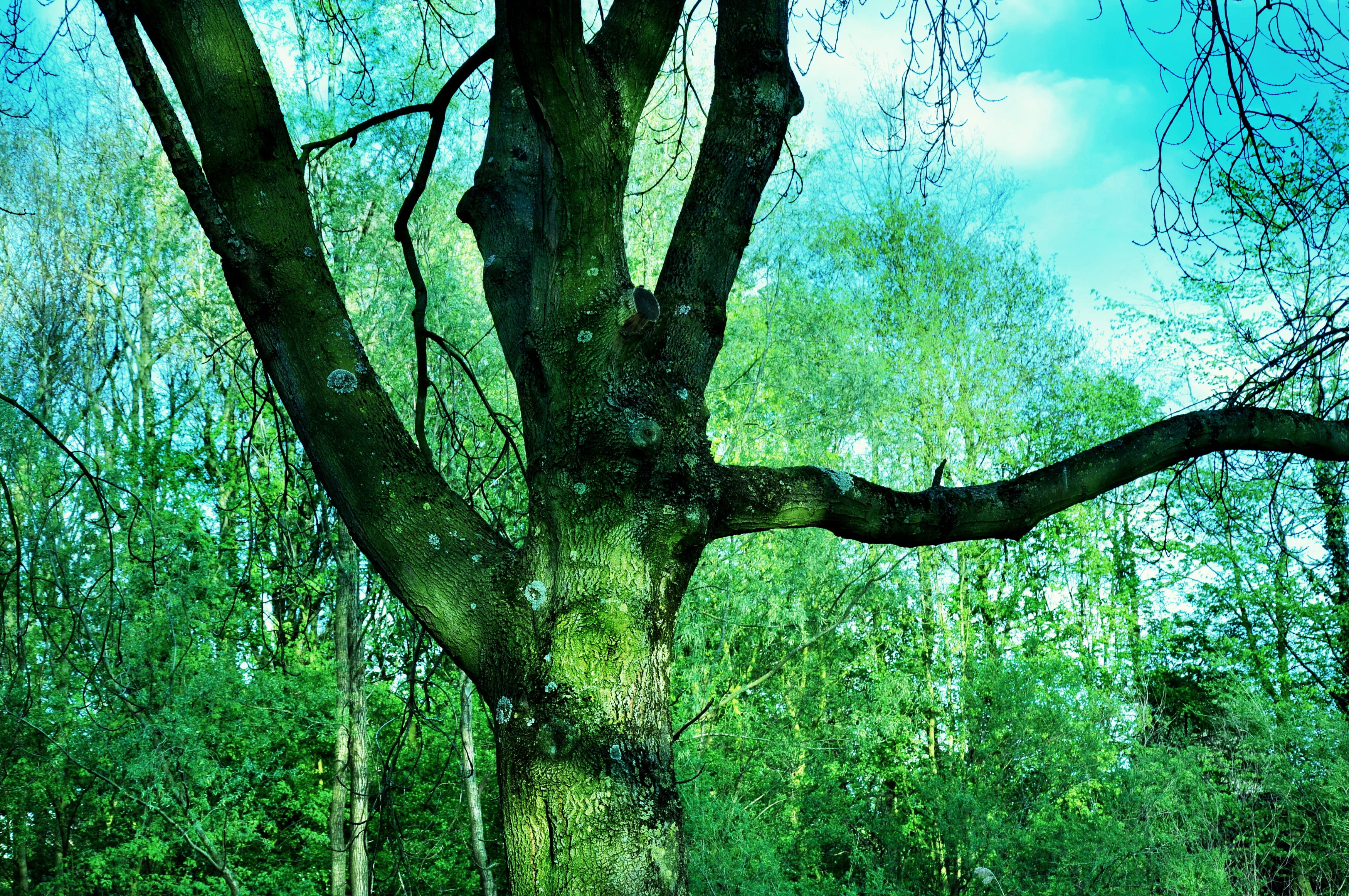 Tree, Branch, Trunk, Silhouette, park, sky, bright, spring