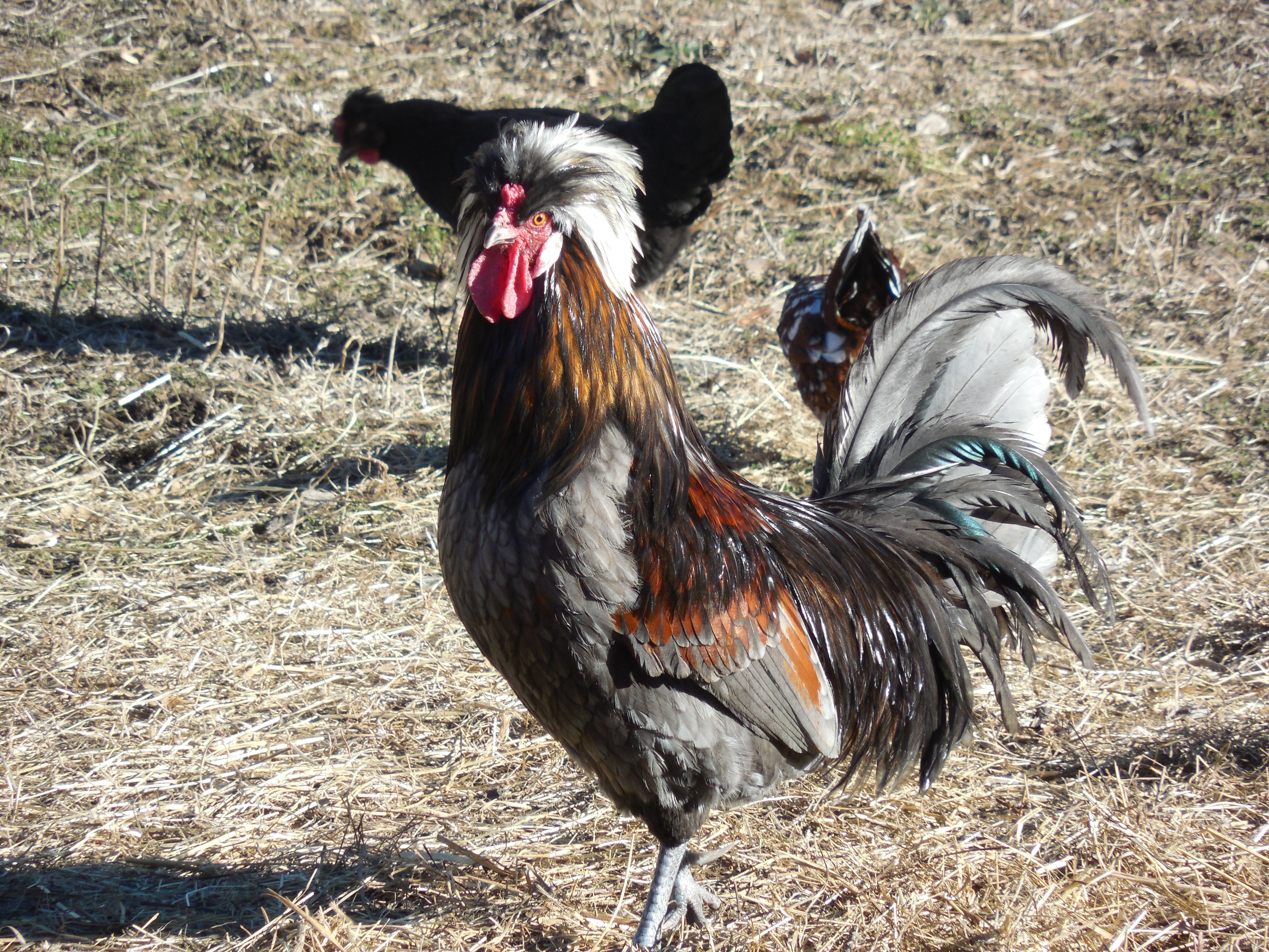 chicken, rooster, poultry, bird, livestock, farm, food, nature