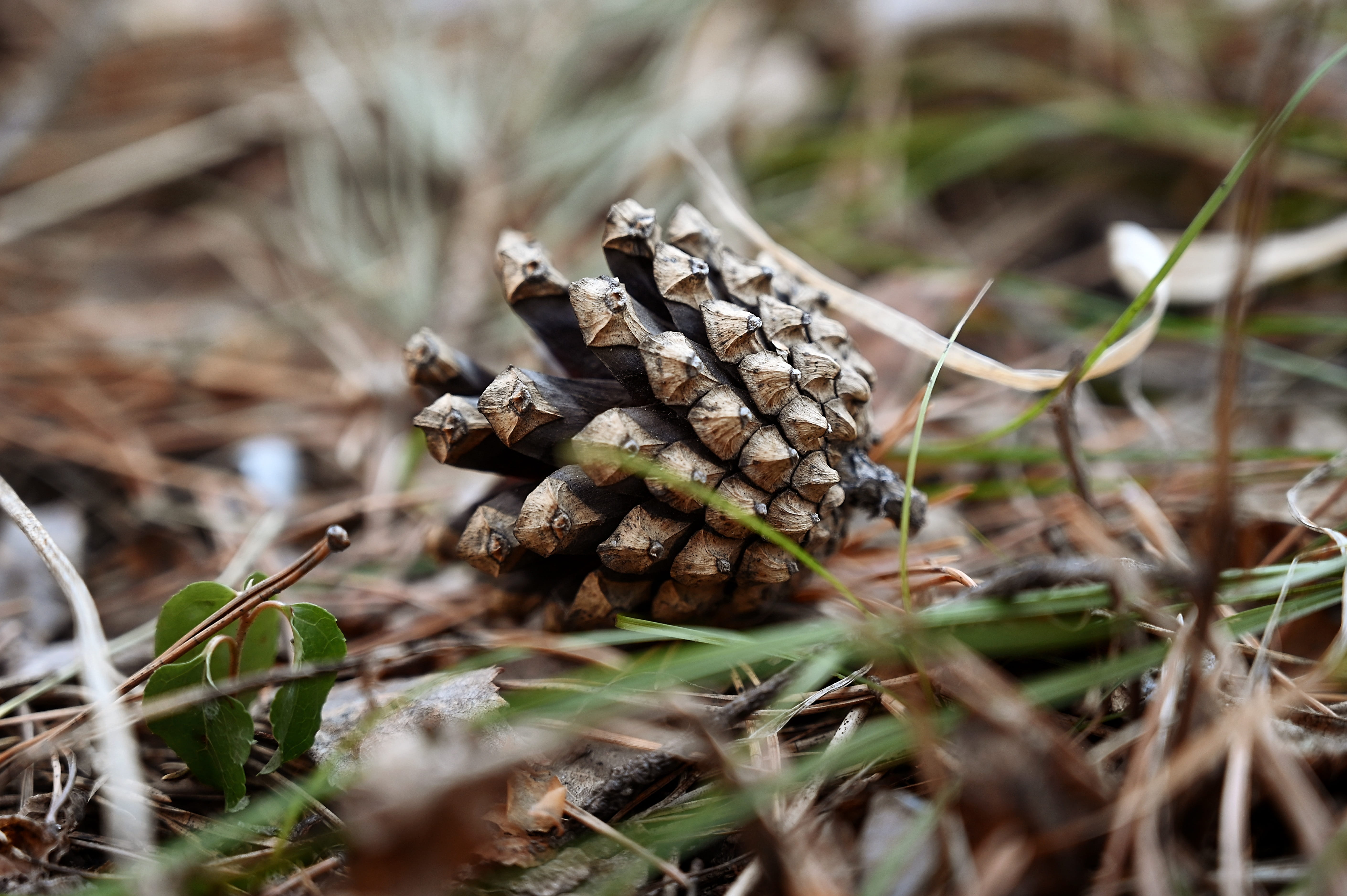 pine, pine cone, forest, macro, needles, spring, selective focus
