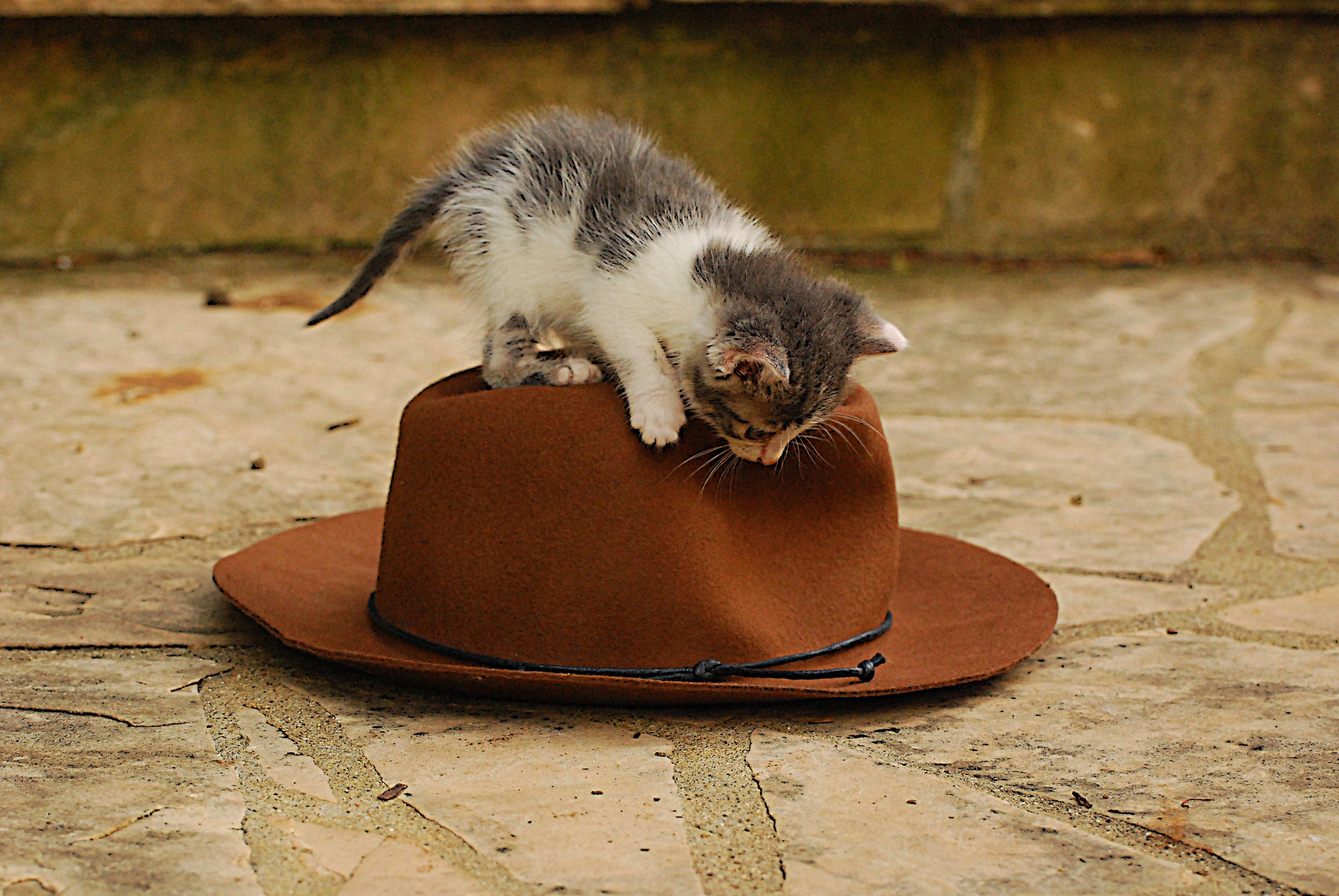 white and gray kitten on brown hat, stray, animal, domestic, pet