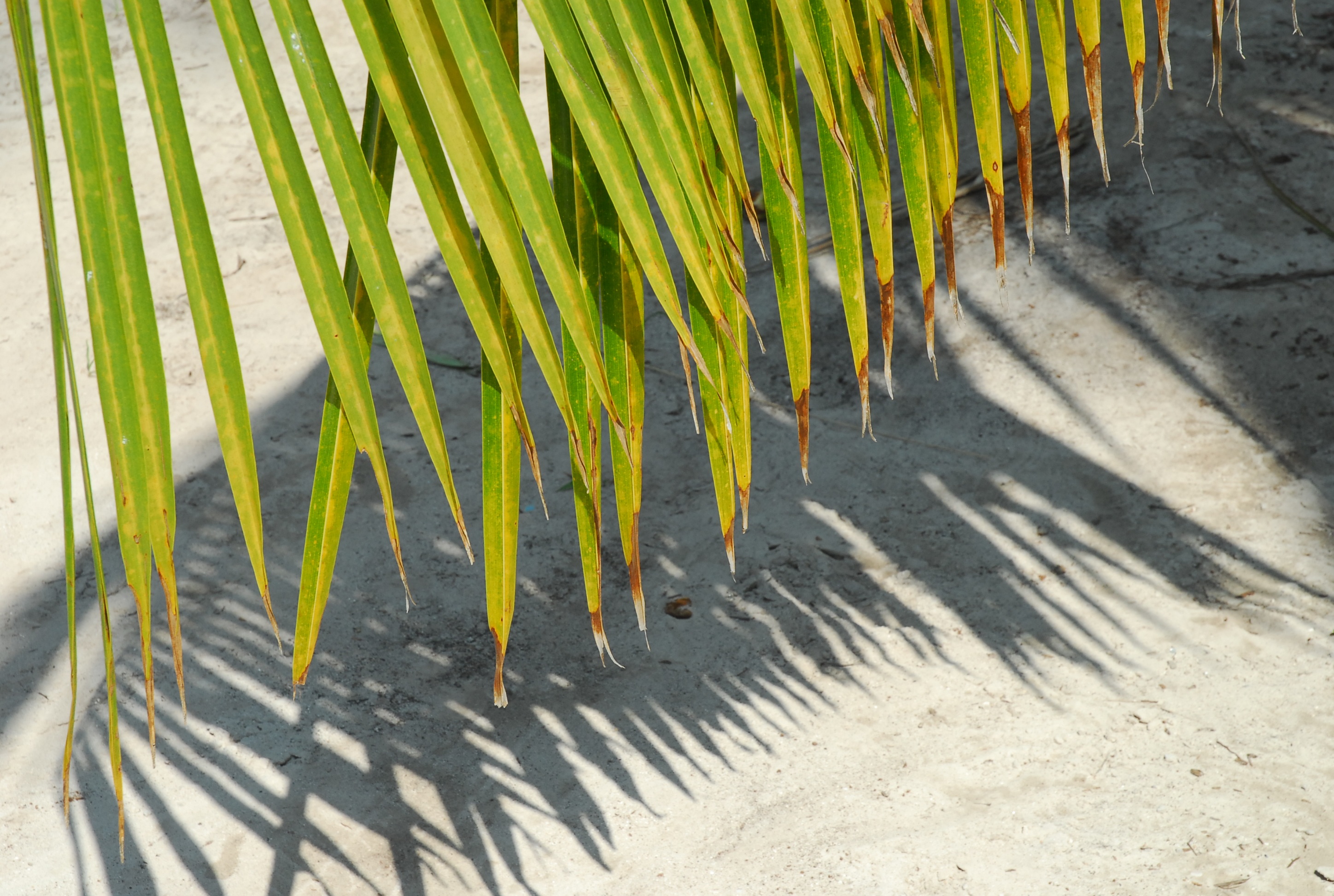 palm tree, background, sheet, beach, sunlight, shadow, nature