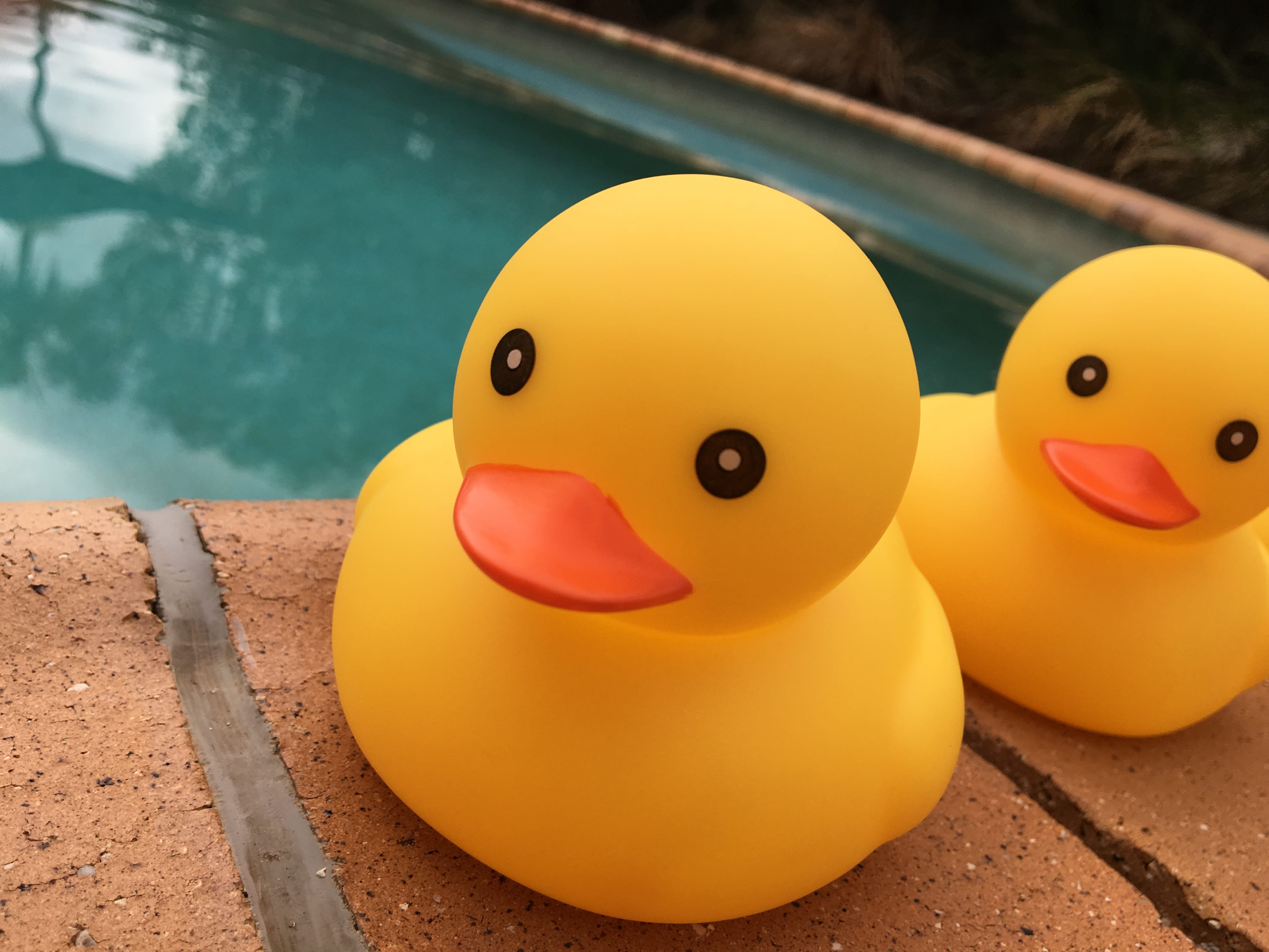 Free download | HD wallpaper: duck, toy, pool, yellow, cute, rubber