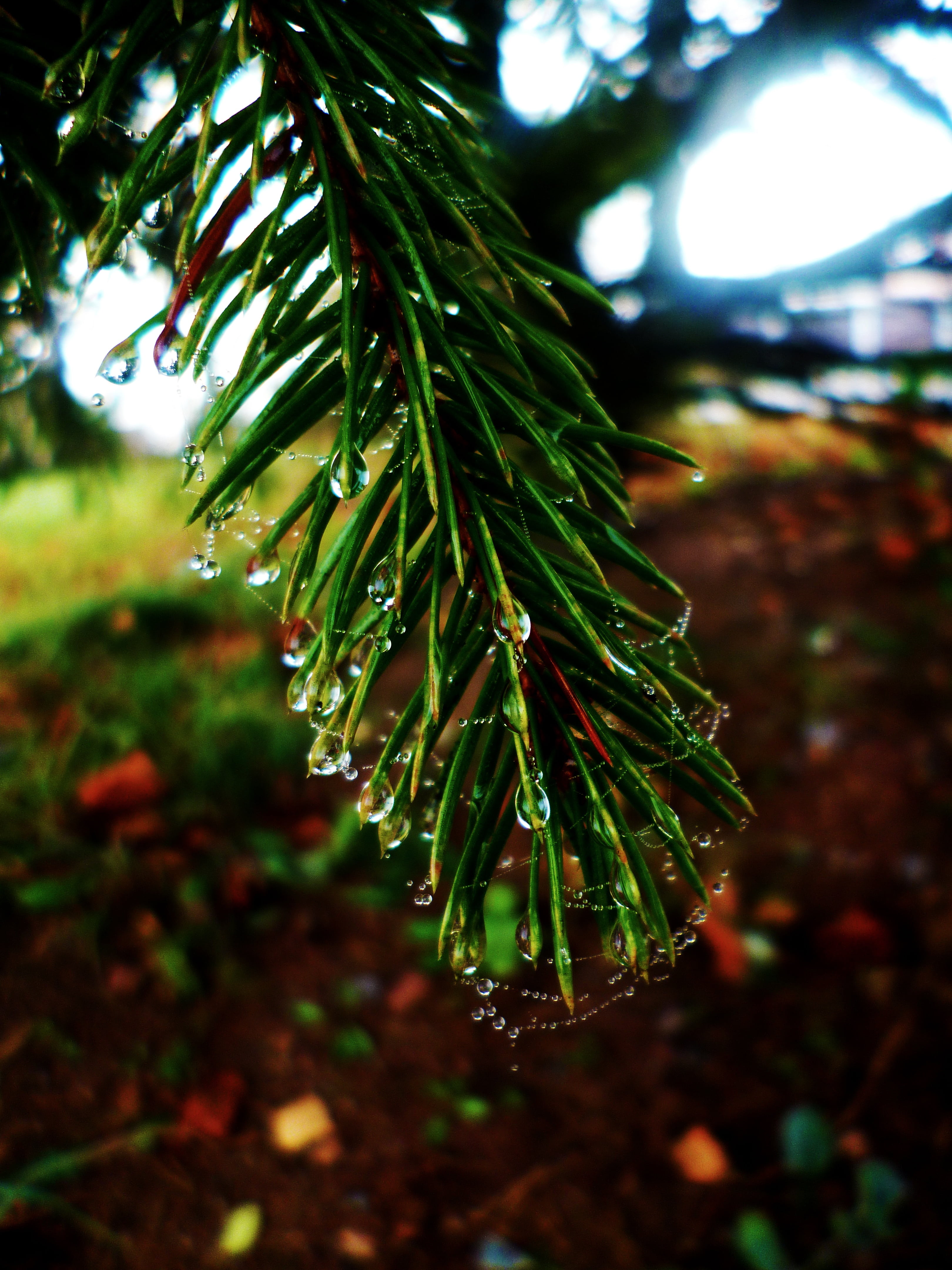 needles, drops, web, twig, water-drop, dew, tree, raindrop