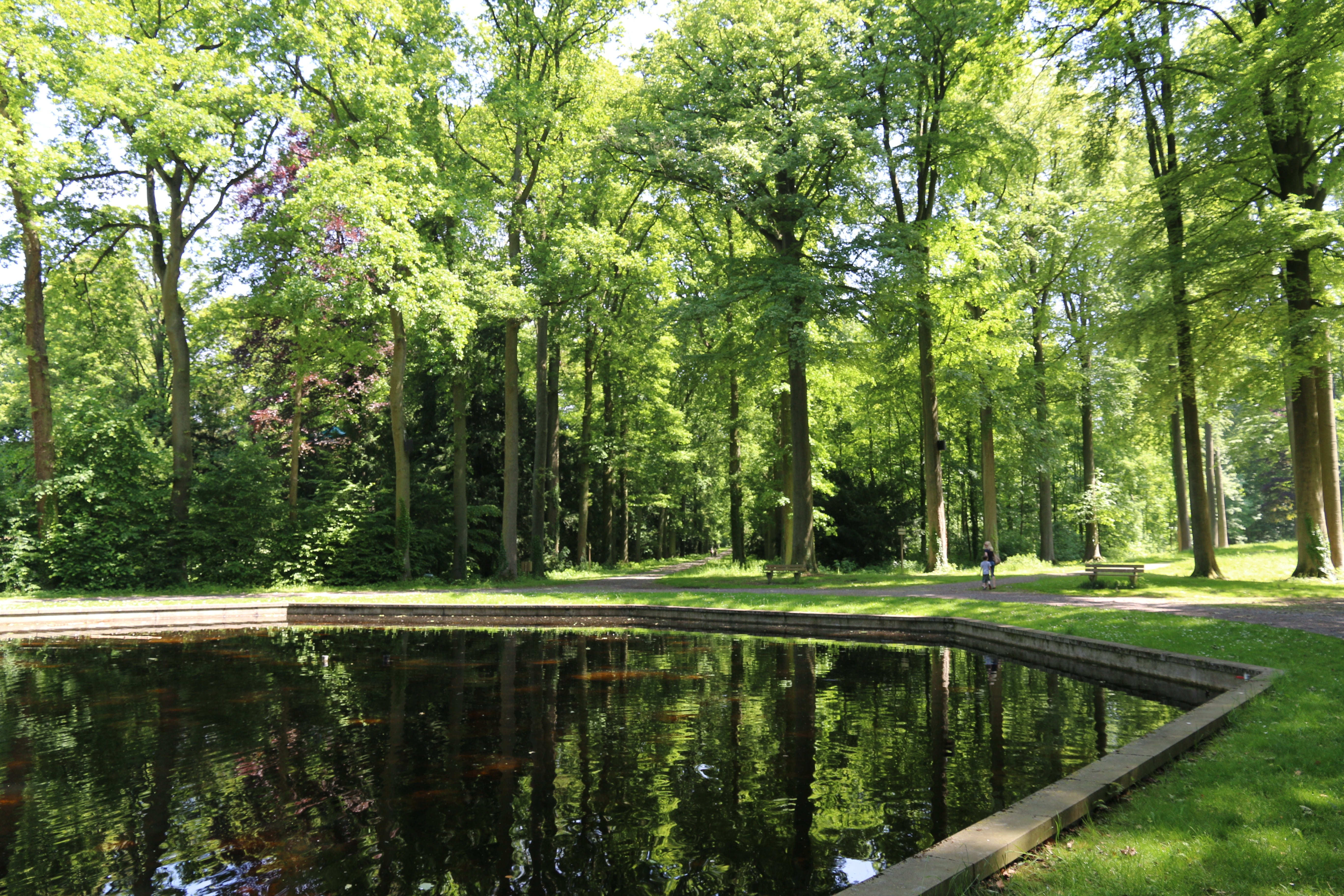 nature, forest, spring, pond, tree, plant, reflection, water