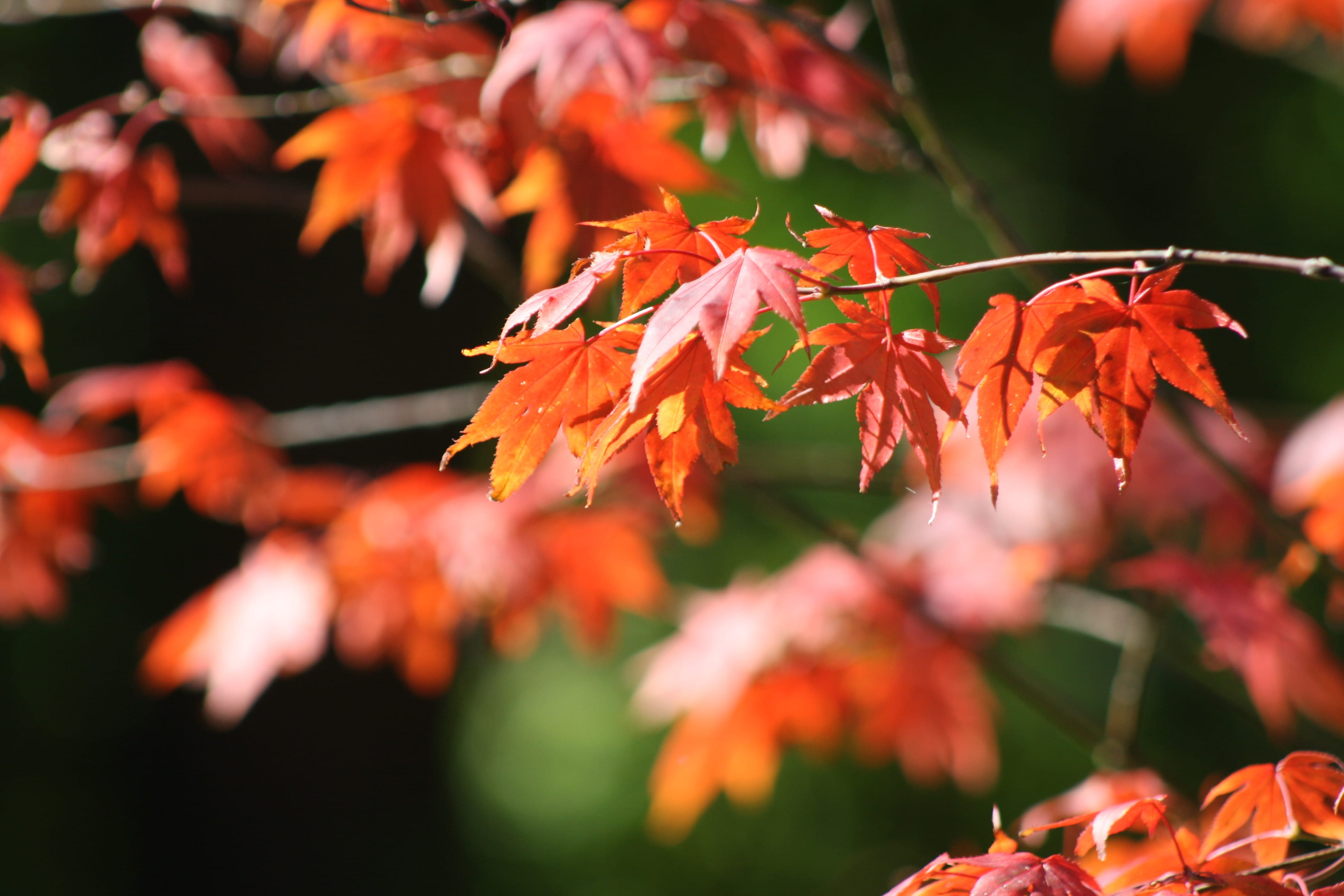 Leaves, Tree, Leaf, Leaf, Fall, Fall Foliage, autumn, change