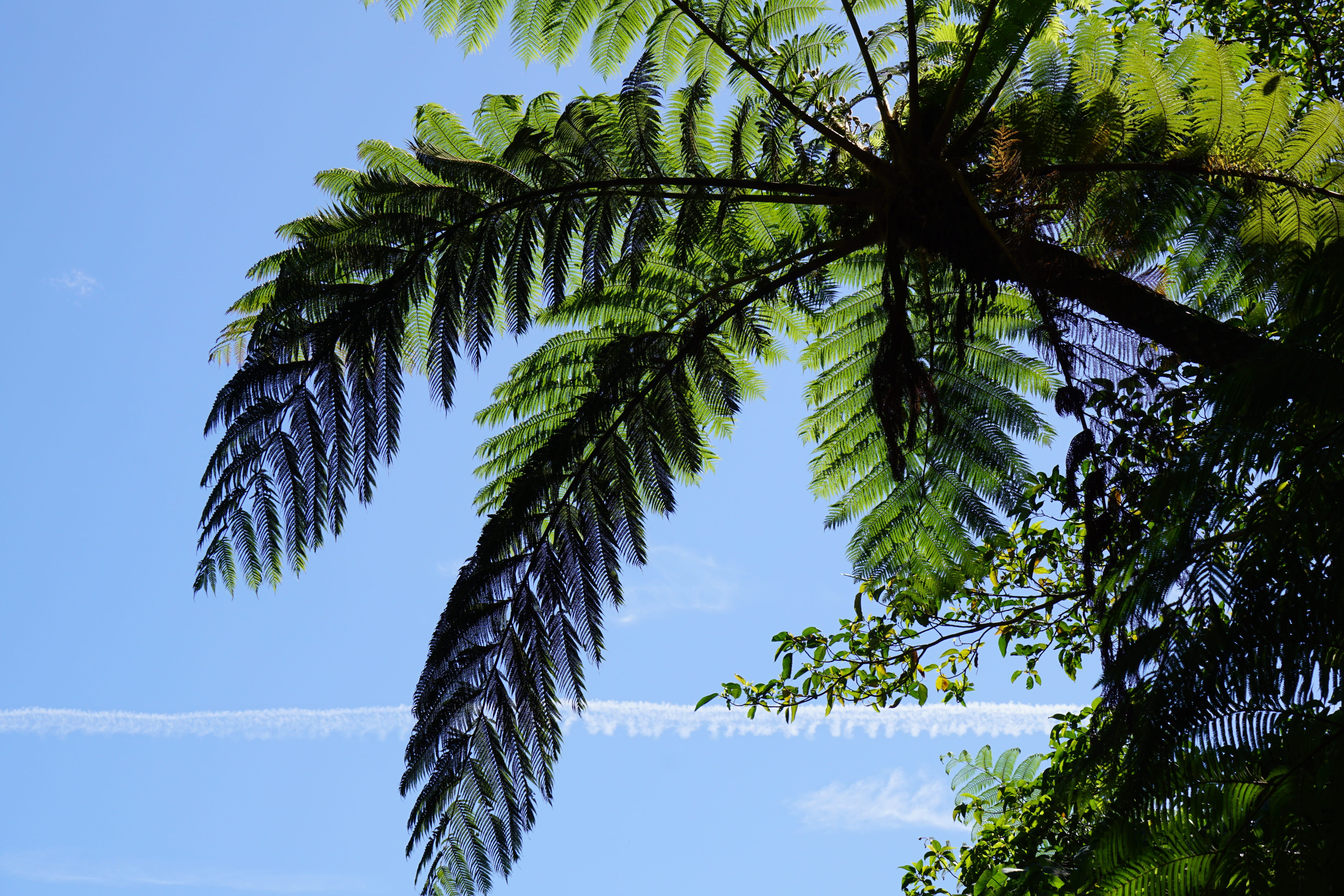 tree, leaves, sky, leaf, nature, bright, landscape, environment