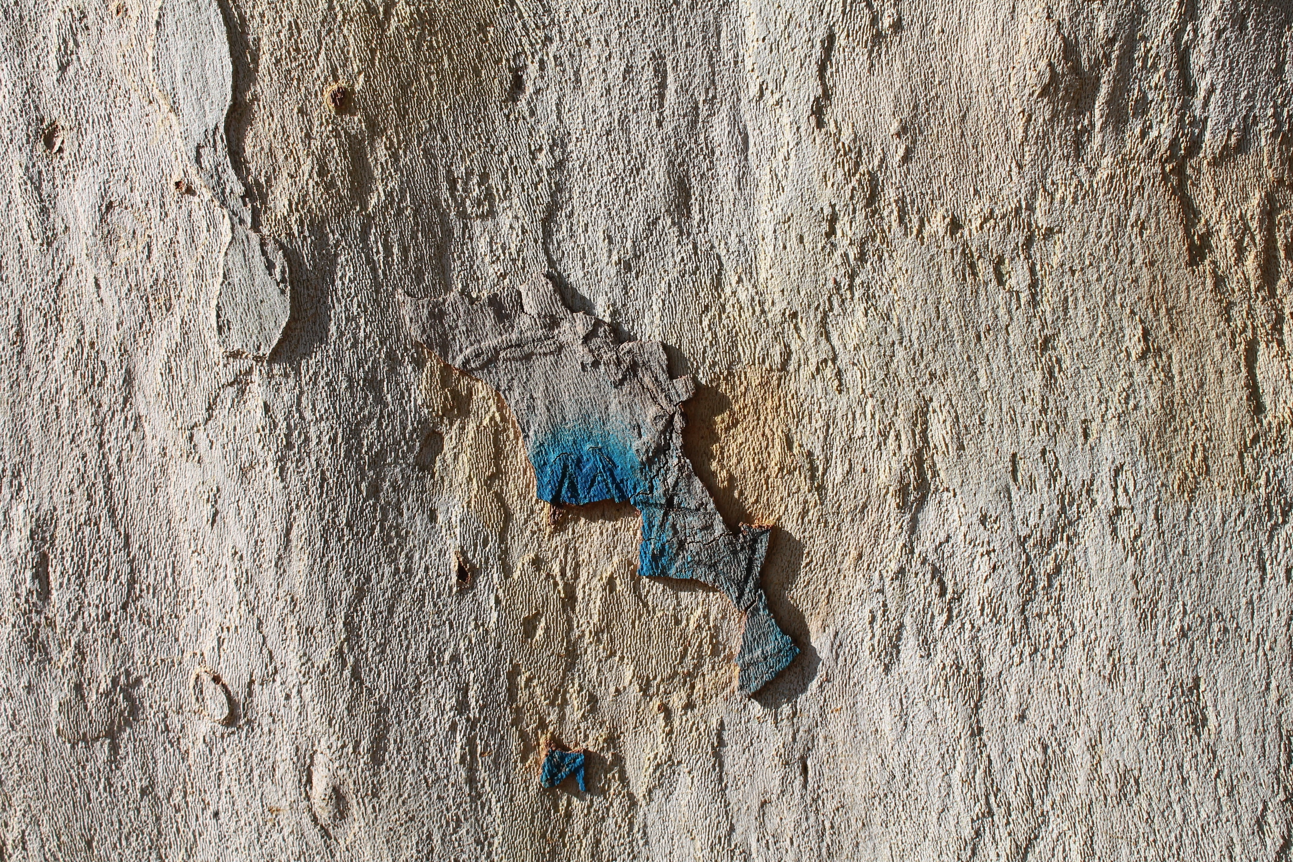 trunk, tree, scorza, pattern, bark, cracked, backgrounds, old