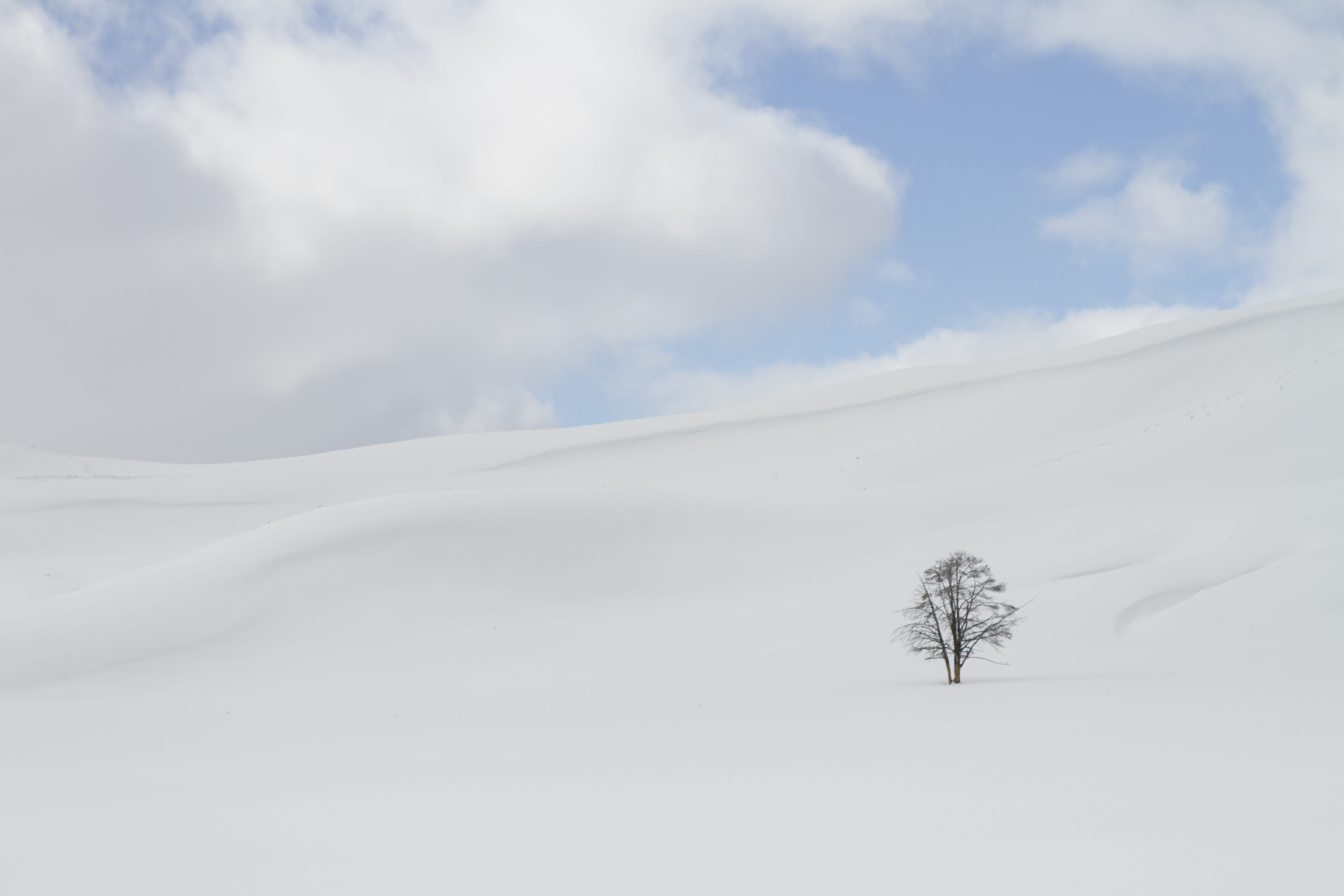bare tree surround by snow, winter, isolation, white, cold, ze