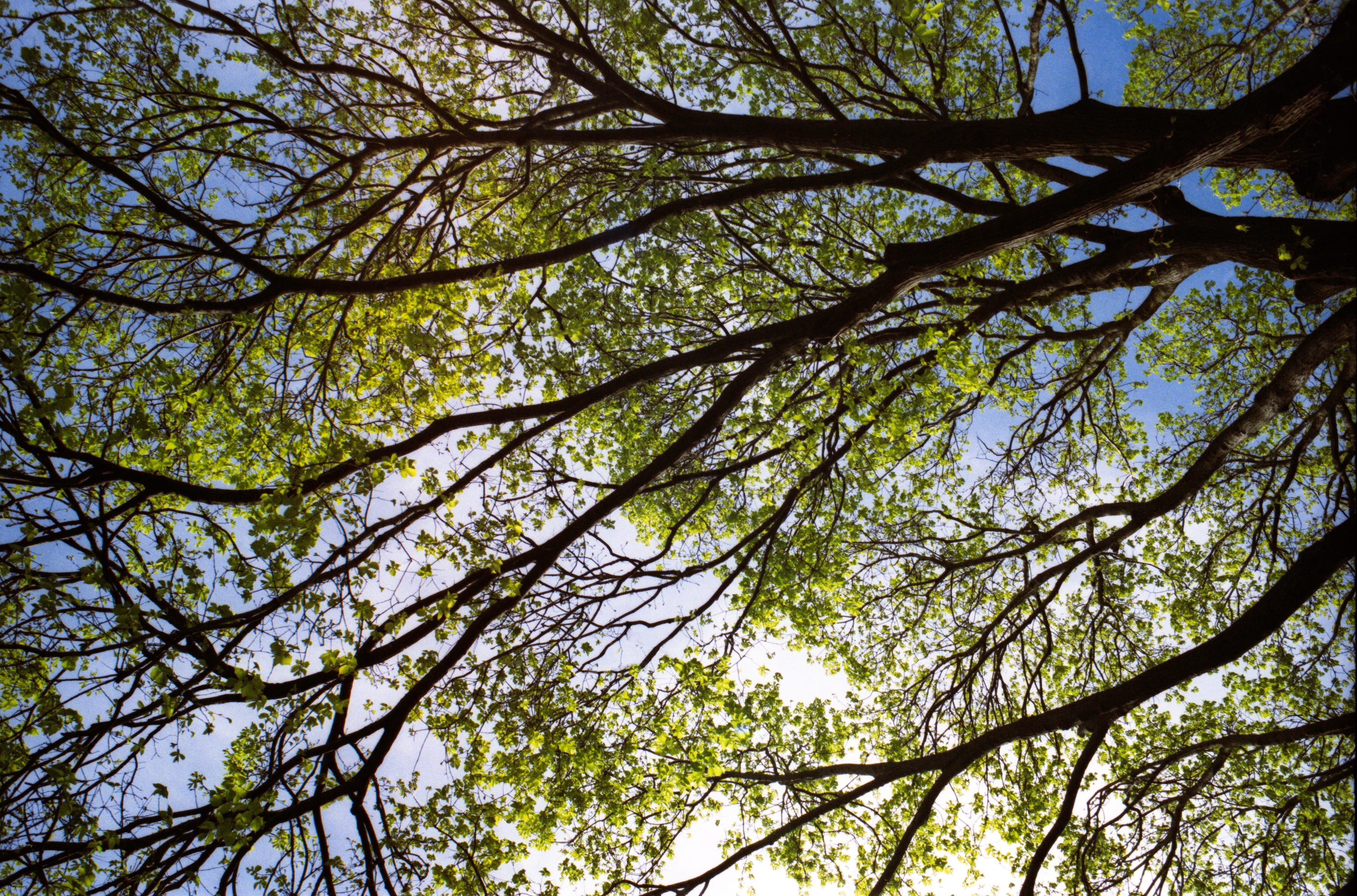 Tree, Background, Branches, Leaves, foliage, spring, environment