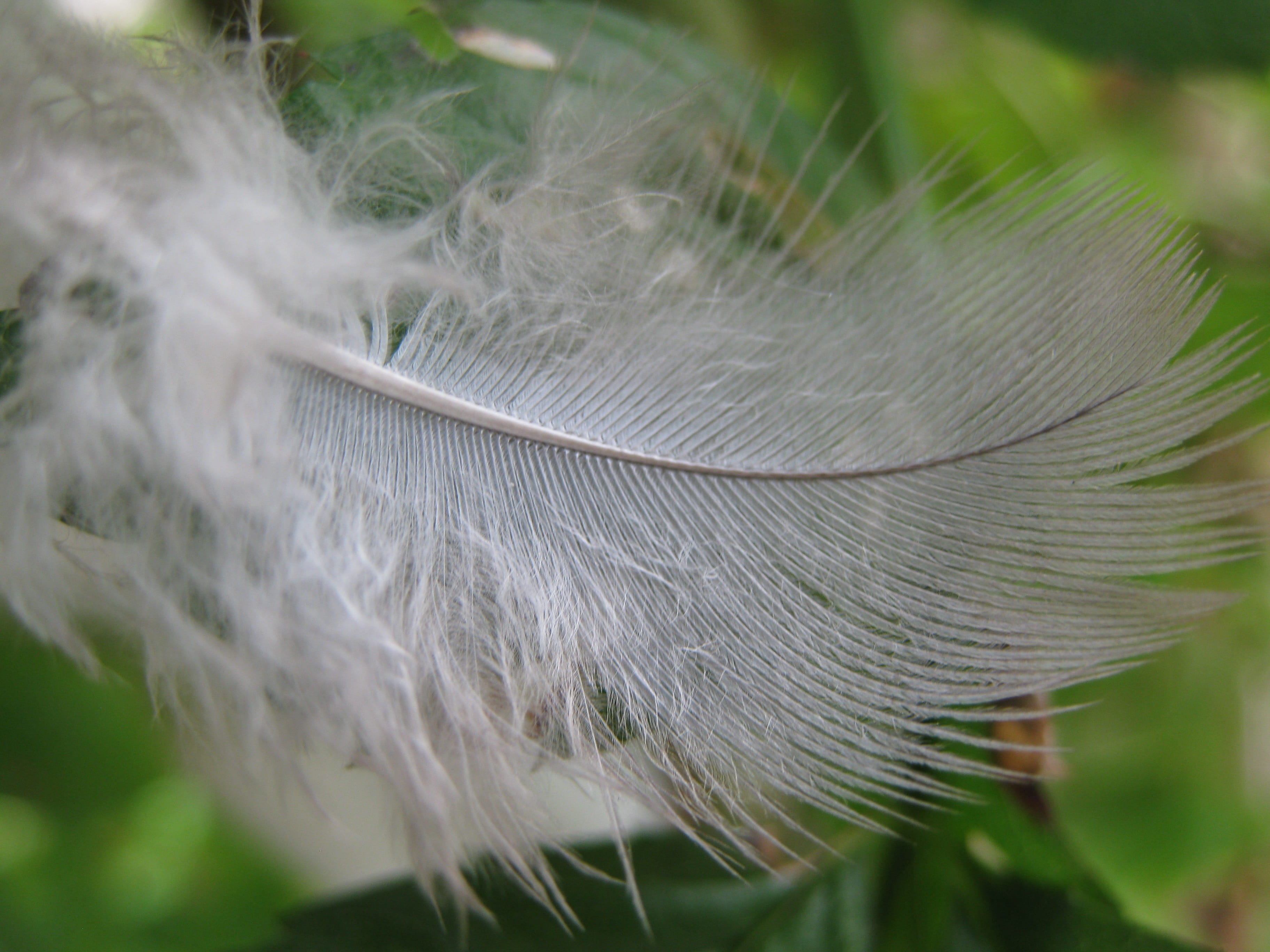 feather, down, white, close-up, softness, vulnerability, fragility