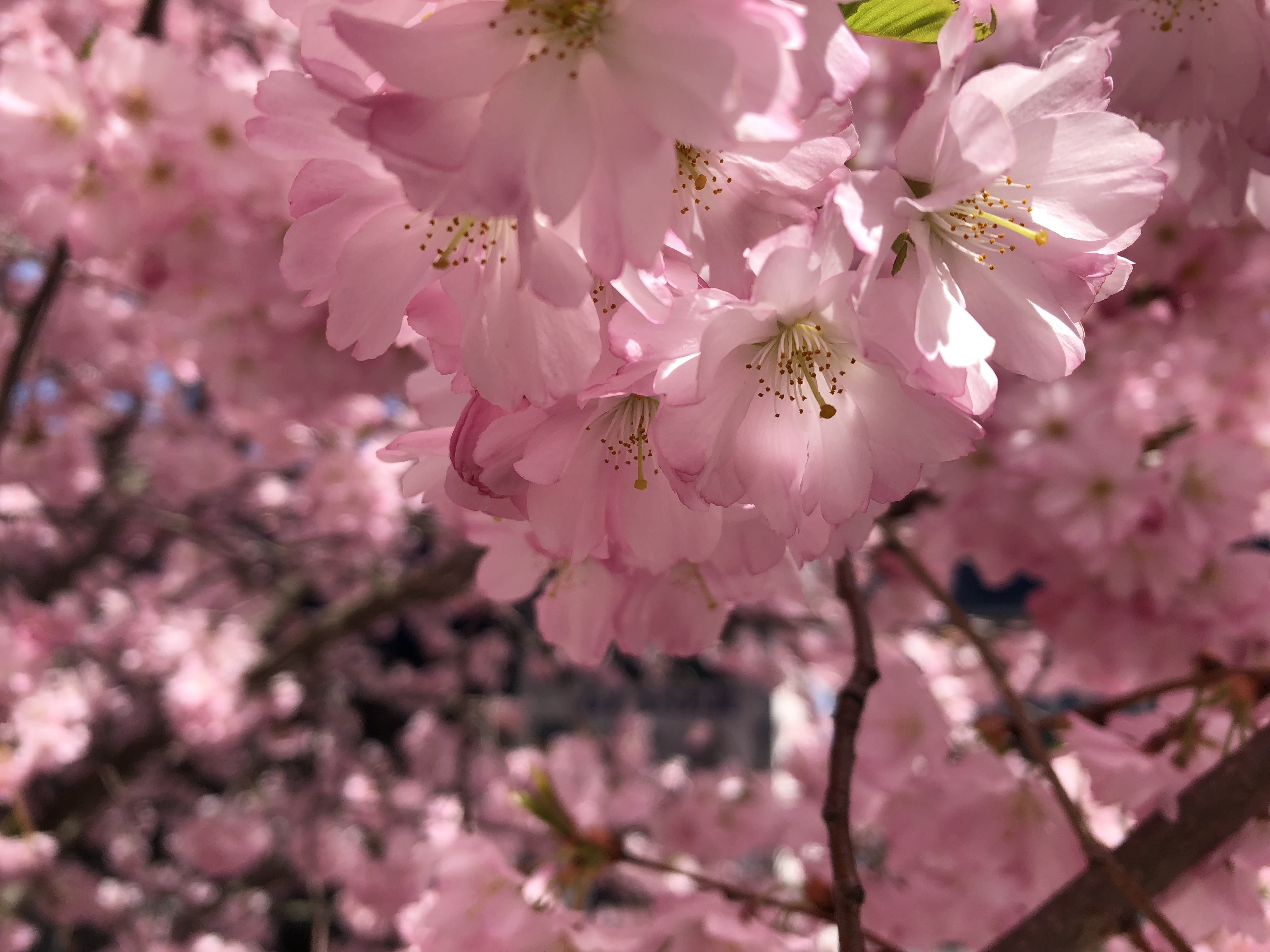 cherry blossom, spring, tree, cherry tree, pink, bloom, nature