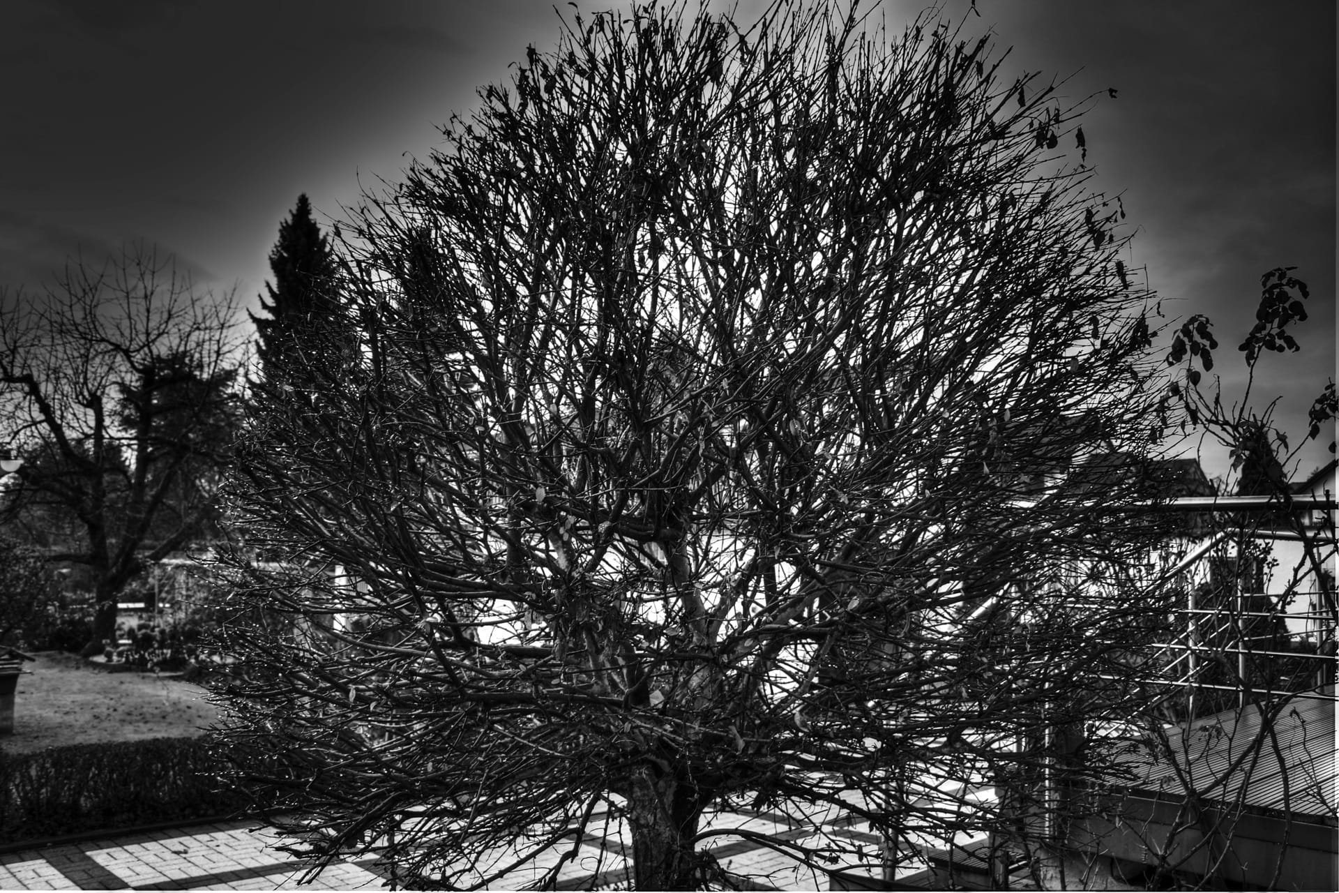 Nature, Winter, Tree, Wintry, Cold, winter cold, sky, snow