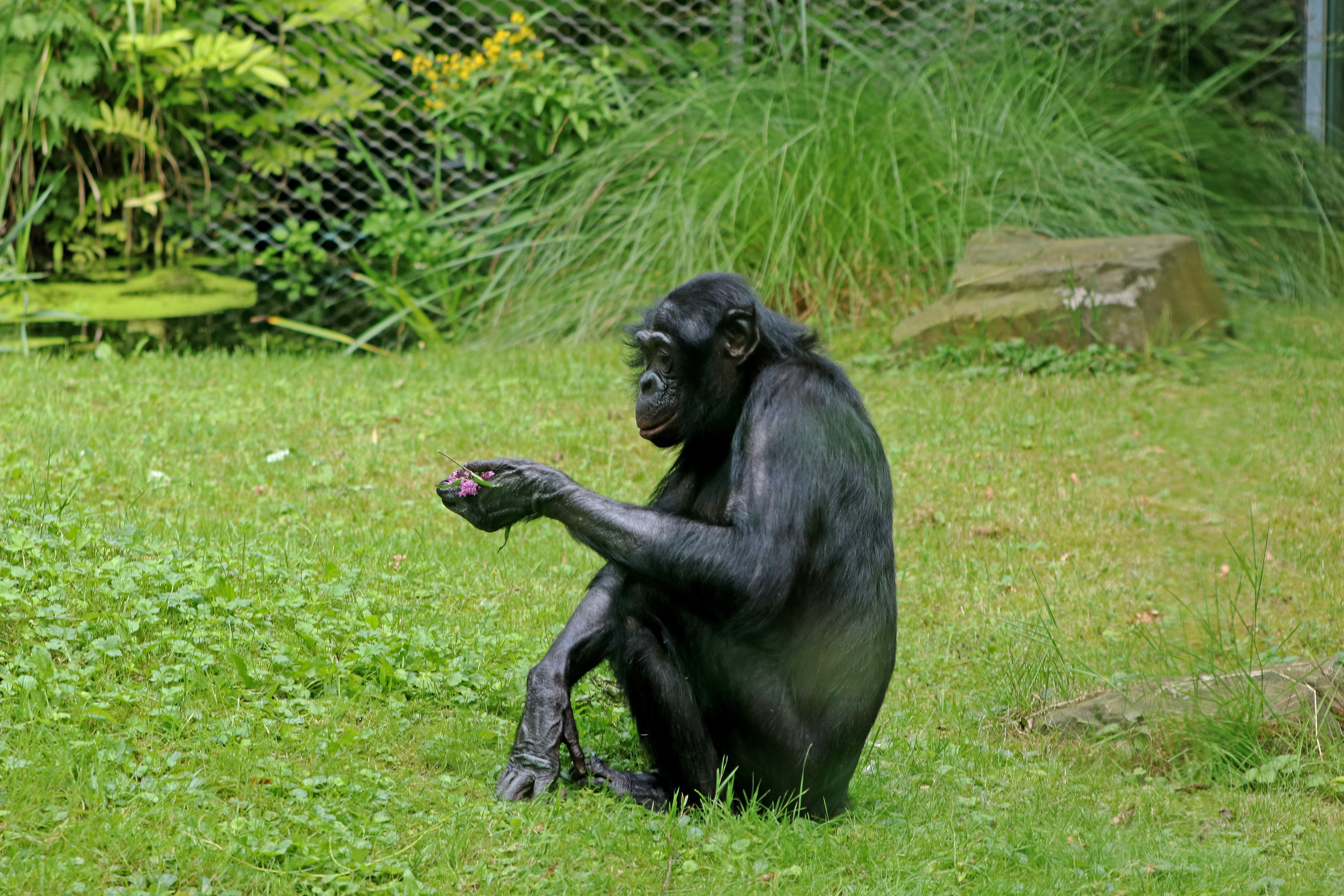 Bonobos, Ape, Primates, Animal, wildlife photography, zoo, chimpanzee