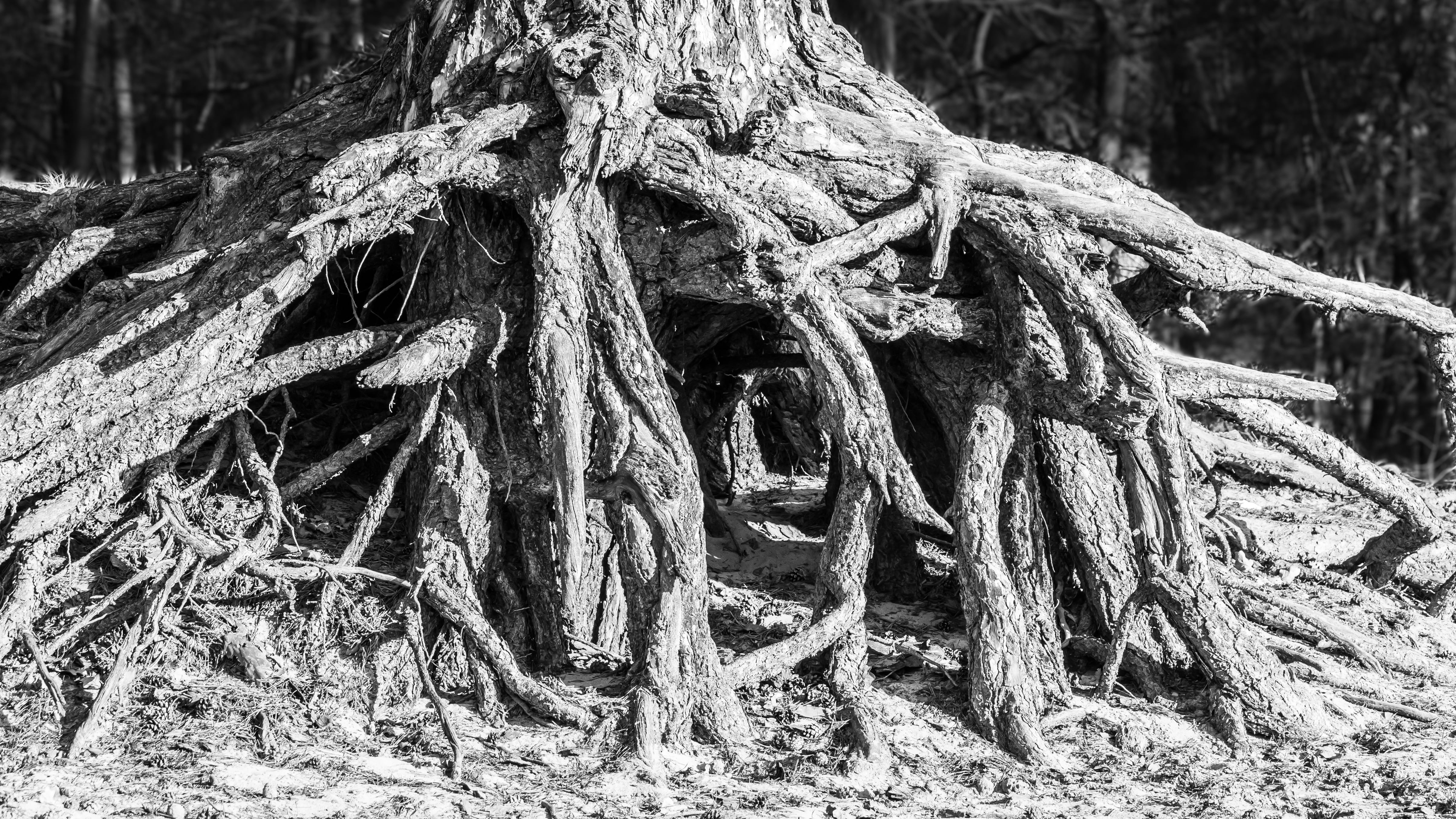 Tree, Root, Root System, Tree Root, Wood, nature, forest, structure