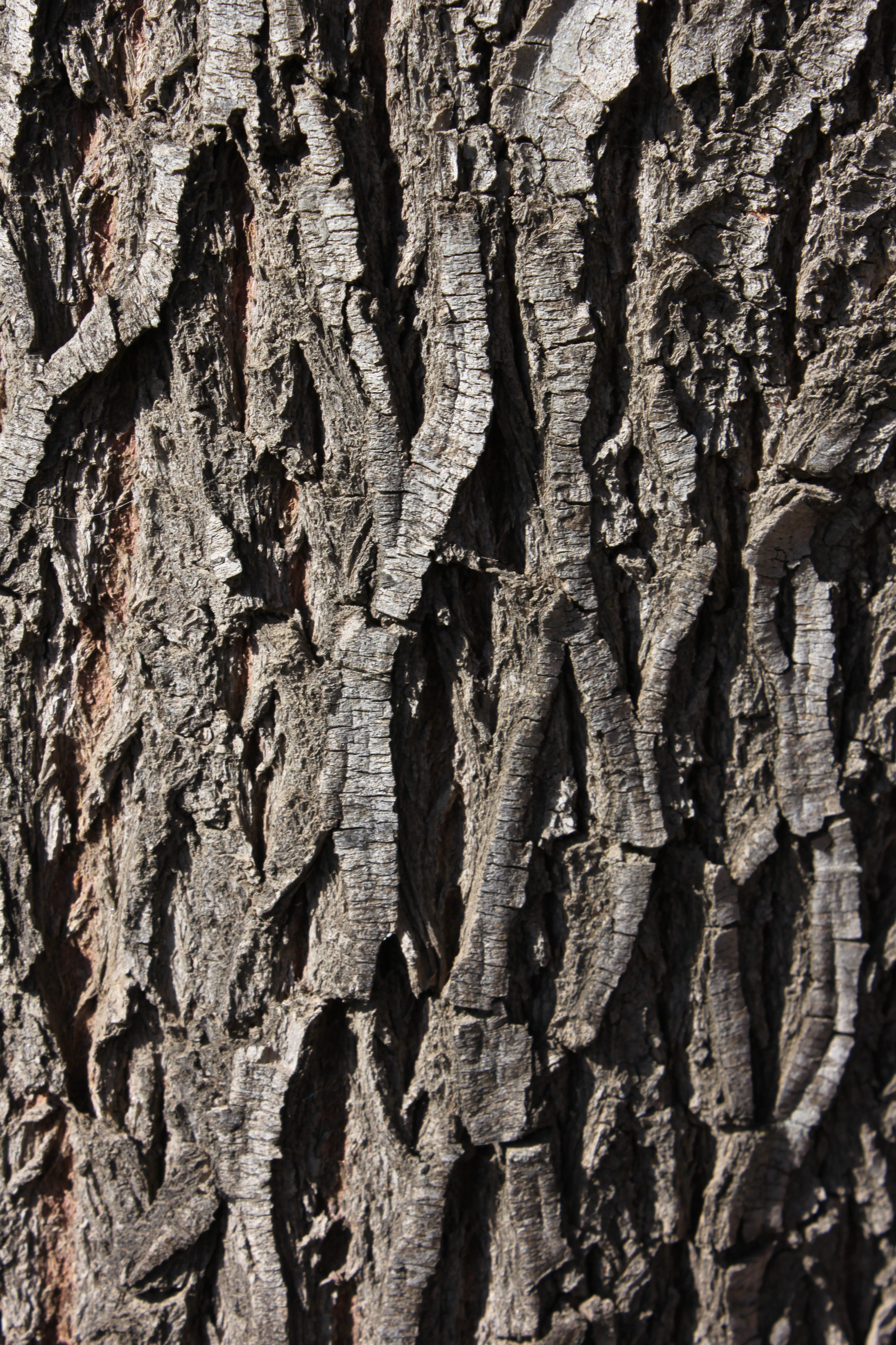 Bark, Wood, Tree, Texture, Pattern, tree trunk, textured, rough