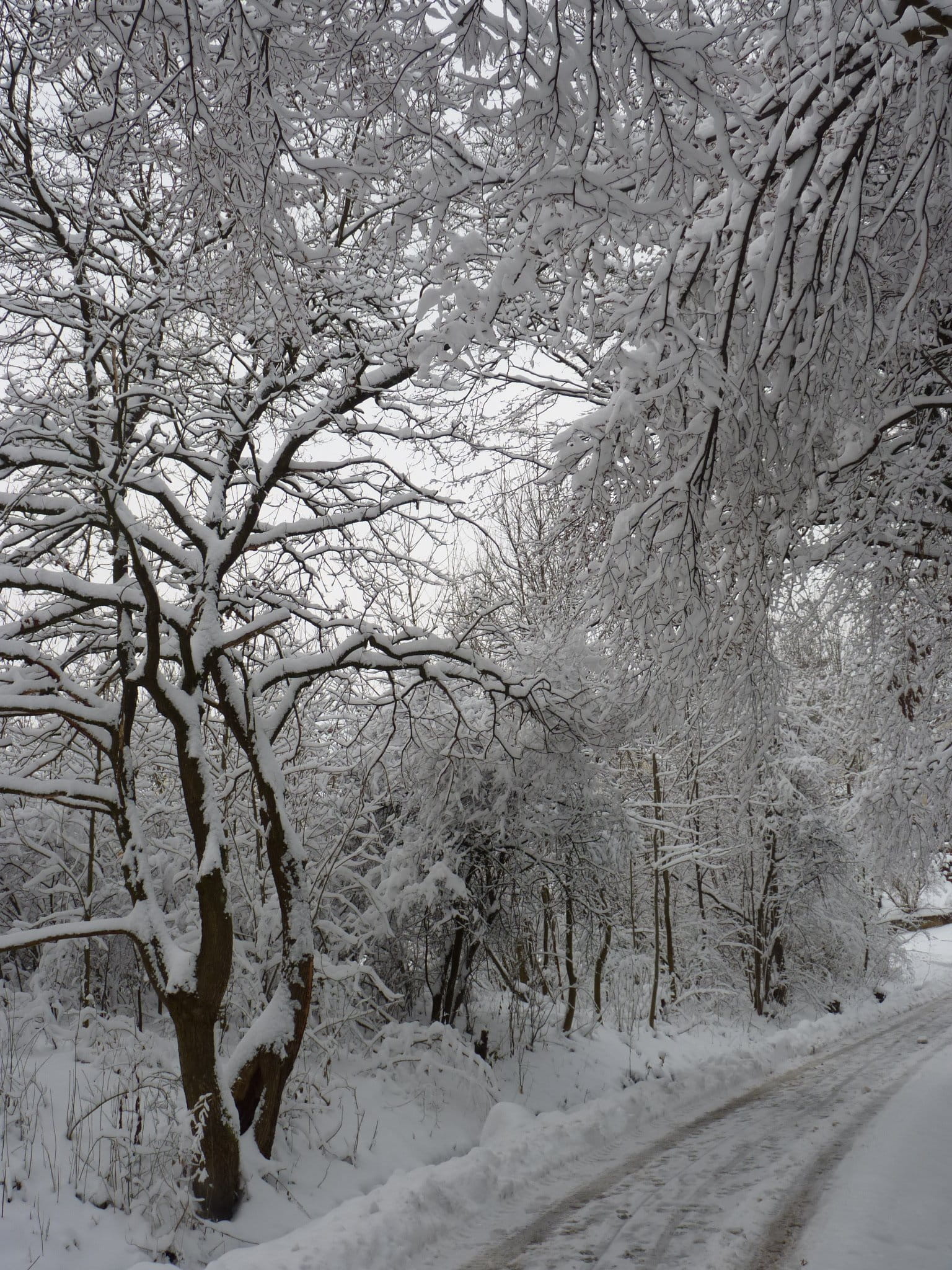Winter, Landscape, Snow, cold temperature, nature, bare tree
