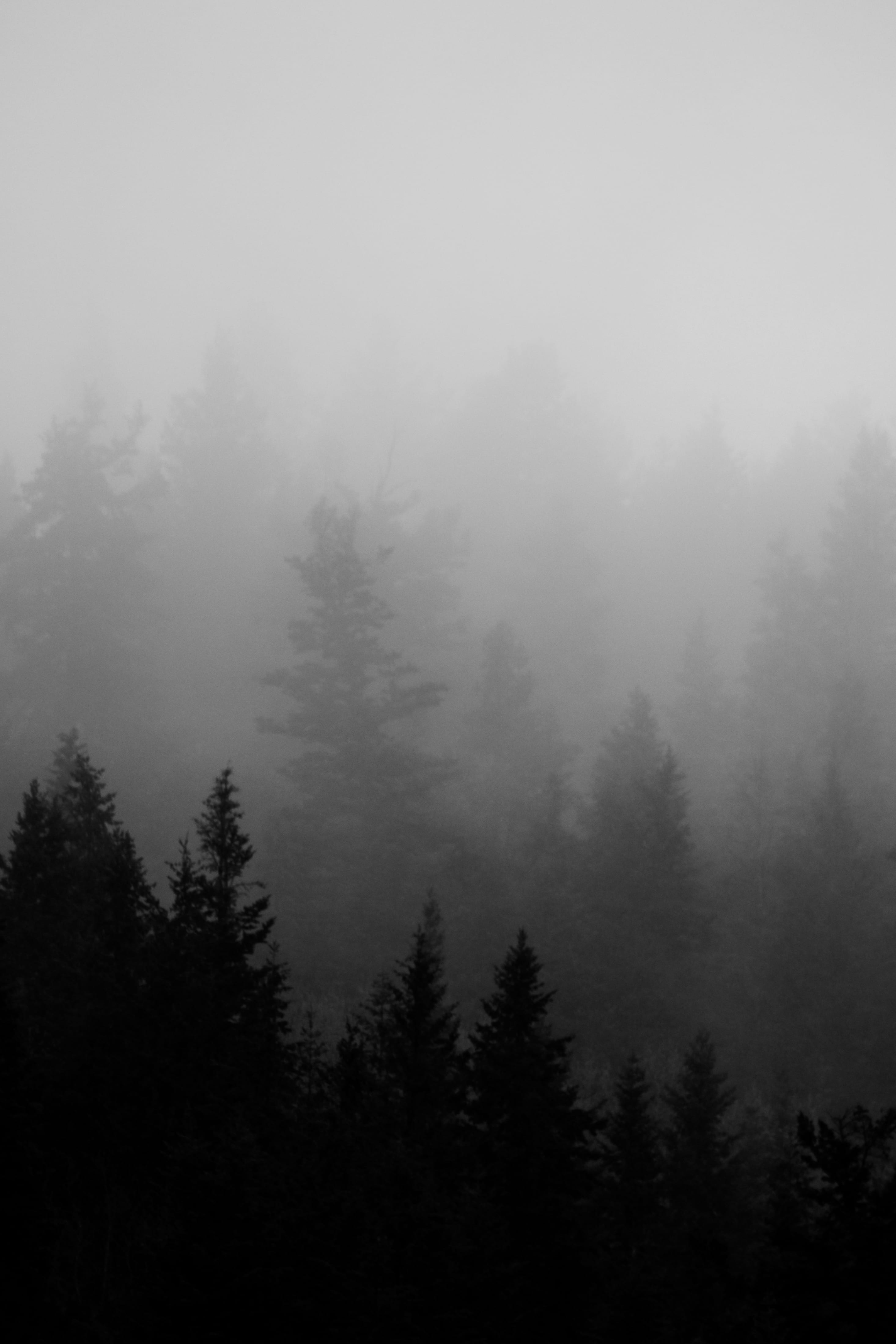 Free Download Hd Wallpaper Foggy Pine Tree Forest Spruce Trees
