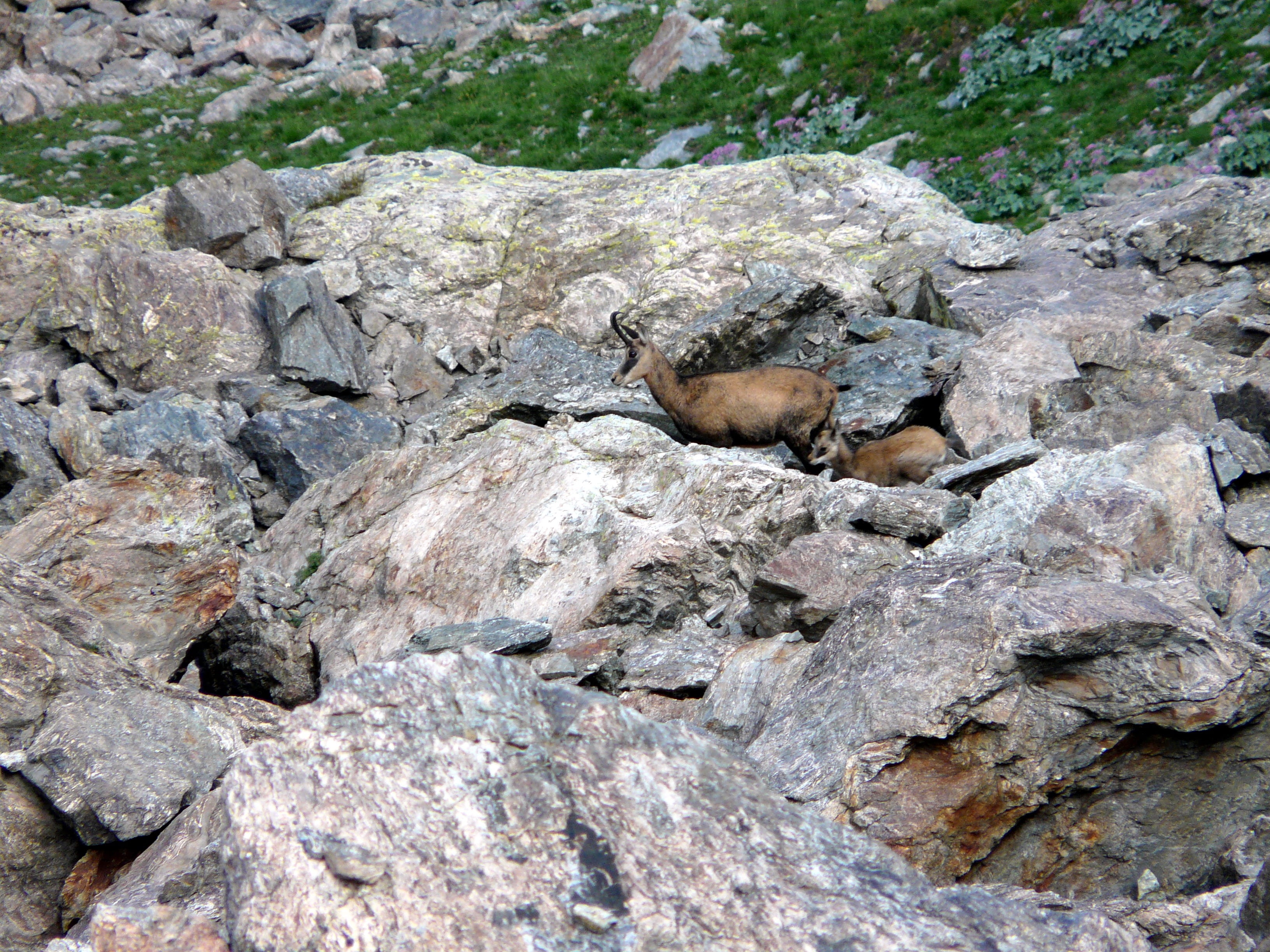 mountain, chamois, kid, rock, rock - object, solid, animal