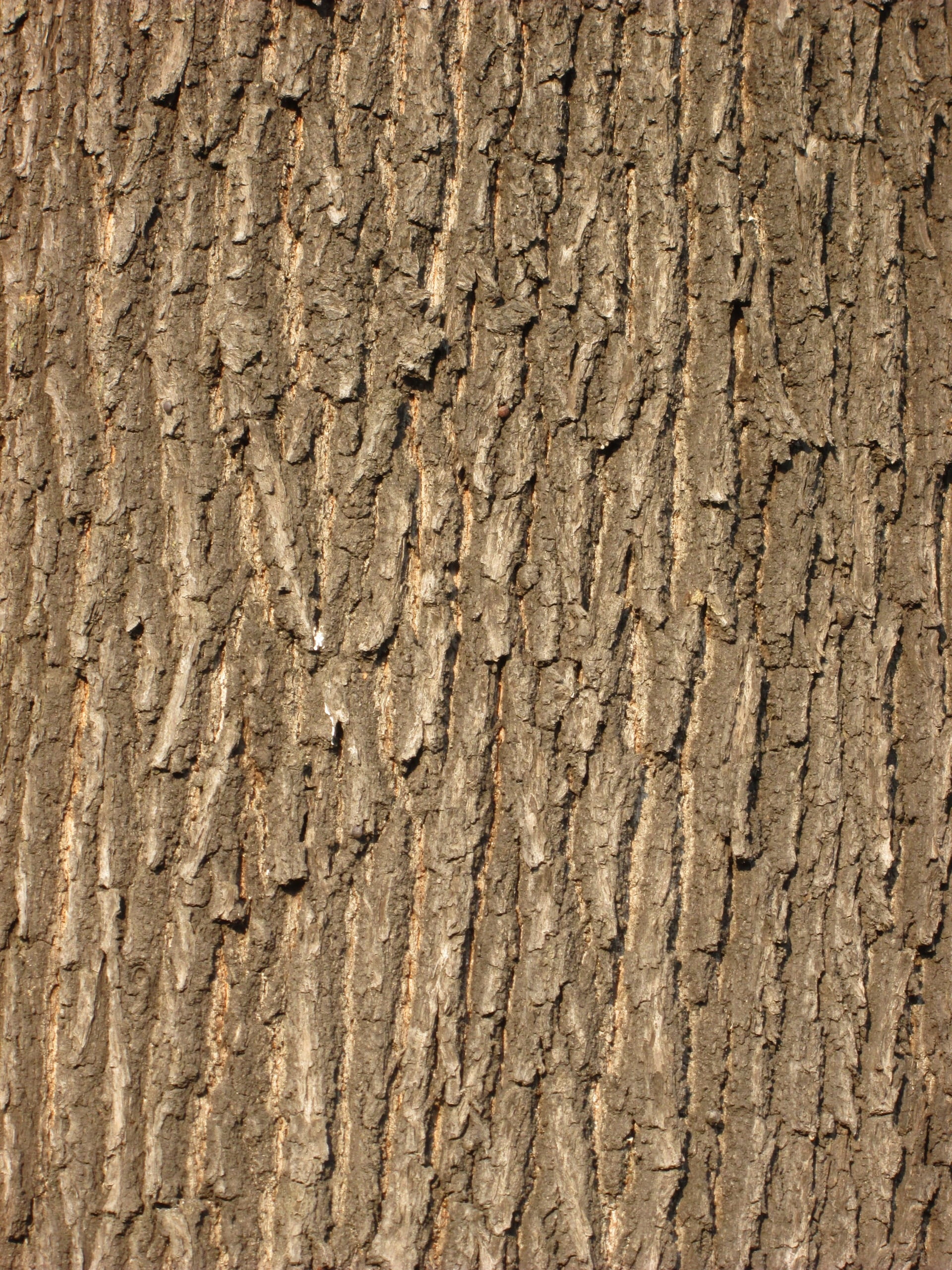 tree bark, Oak Bark, Structure, pattern, background, wood, forest