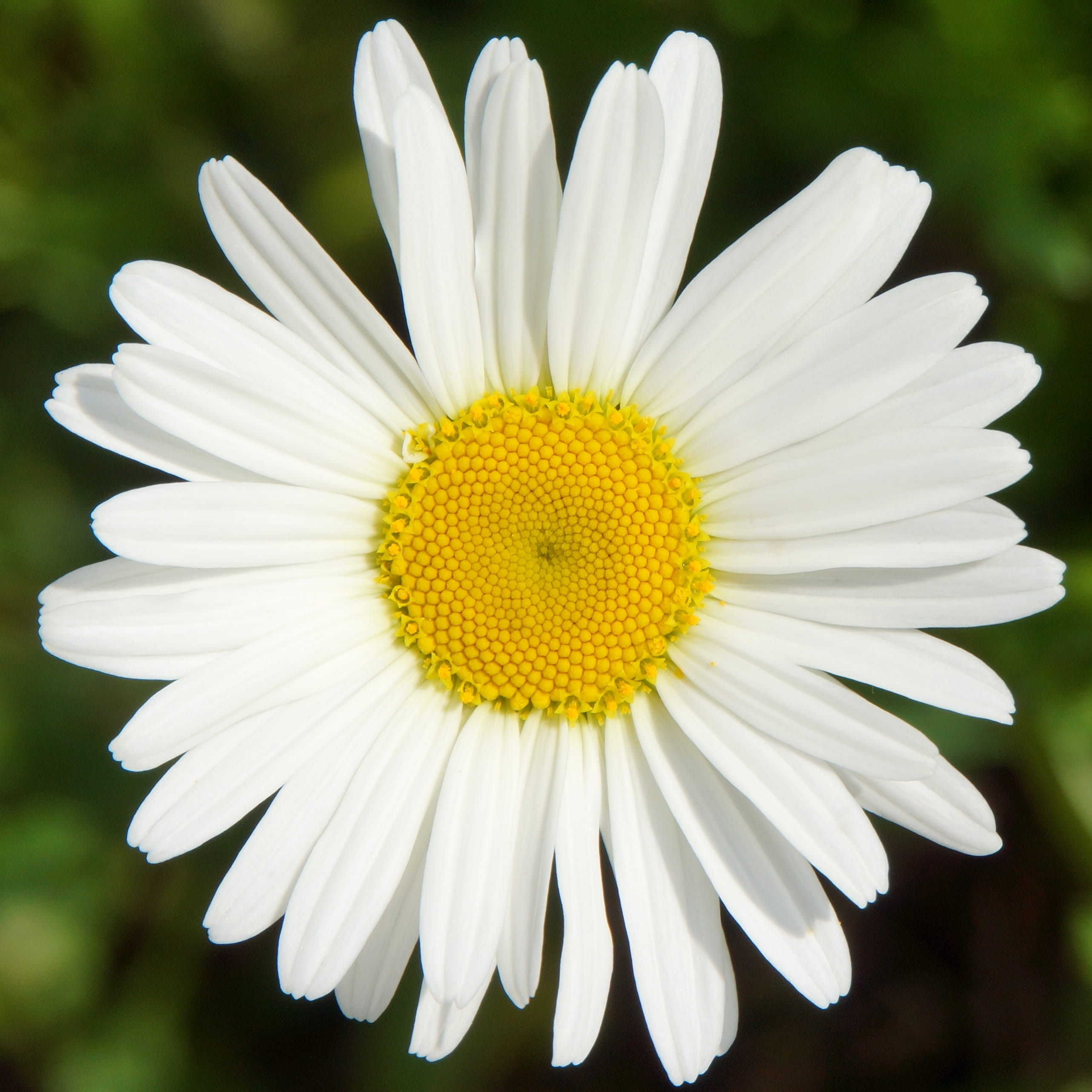 Free download | HD wallpaper: Daisy, Leucanthemum Vulgare, white wild ...