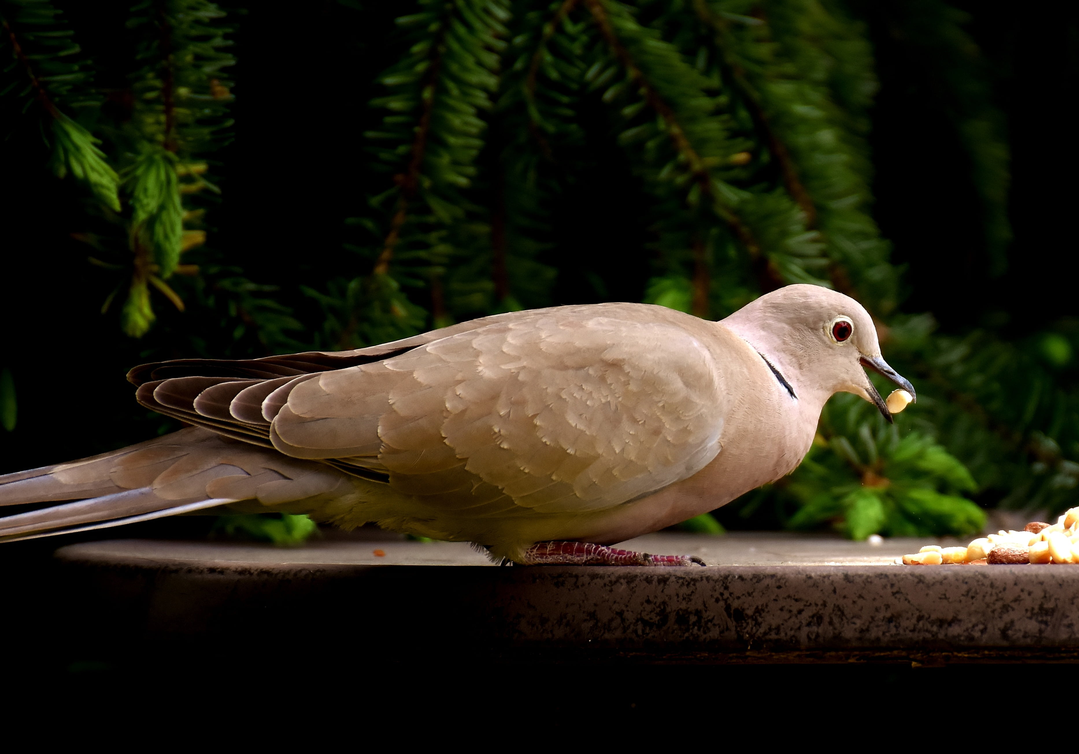 photo of brown bird, dove, eat, peanuts, feeding, collared, plumage