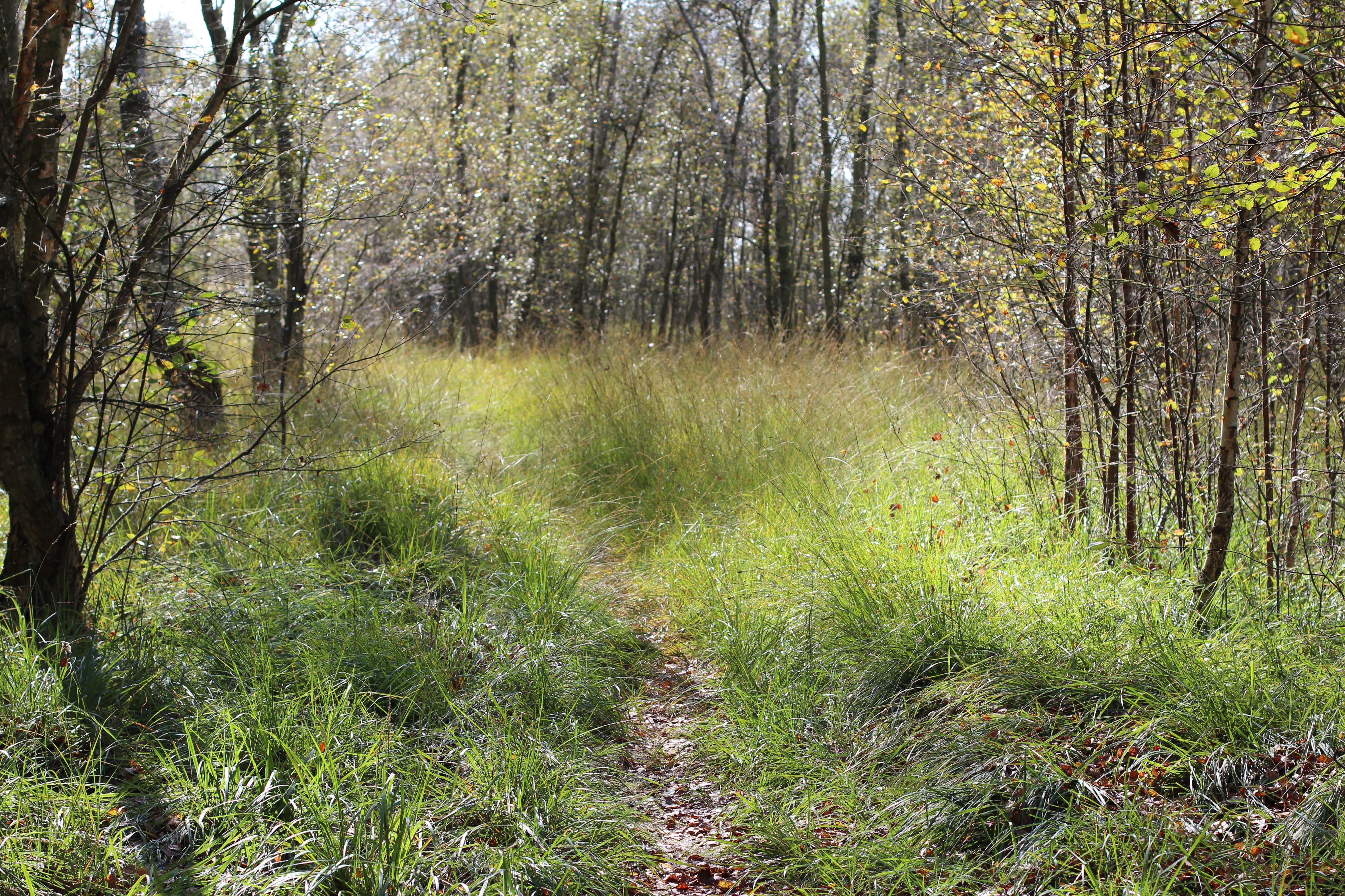 Forest, Path, Glade, Grass, forest path, nature, trees, mood
