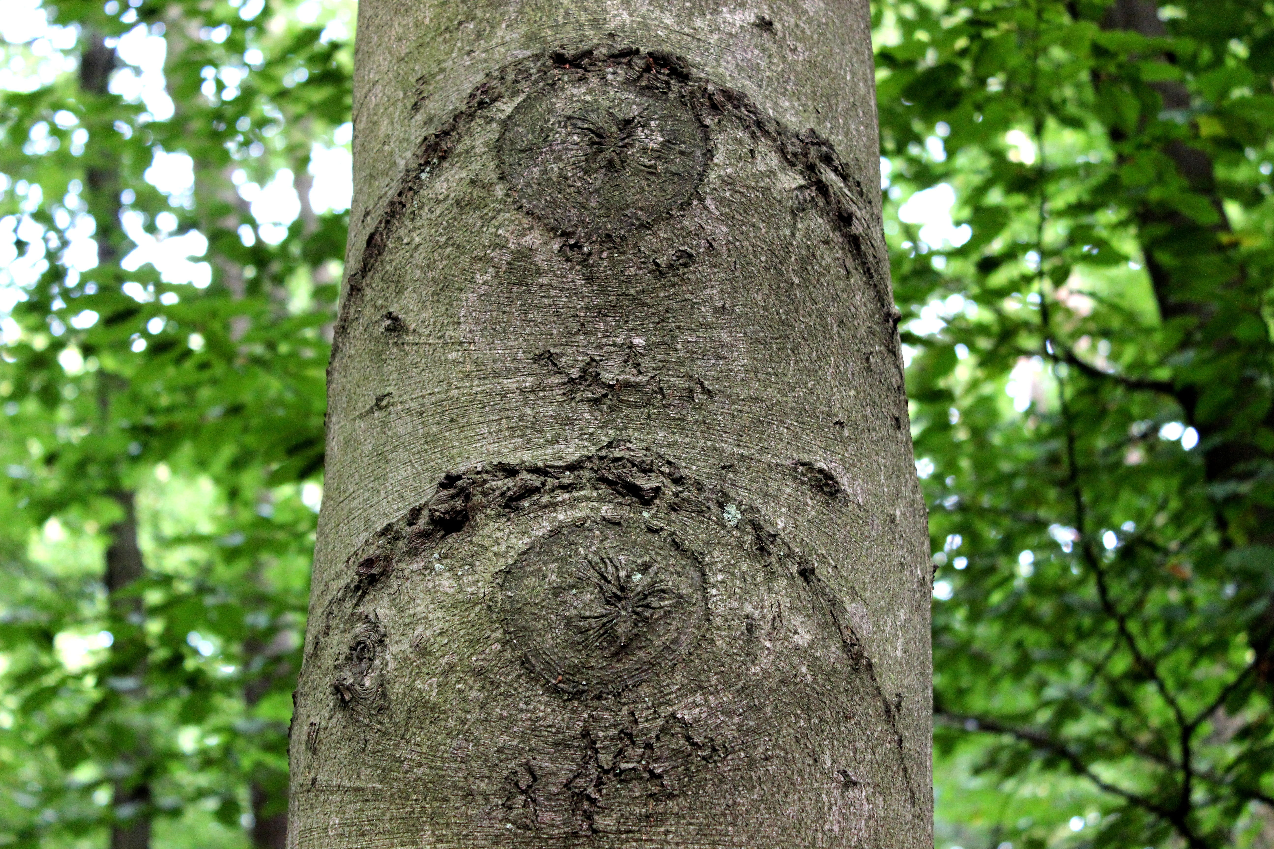 Eyes, Bark, Knots, Beech, Tree, tree eyes, deciduous tree, forest