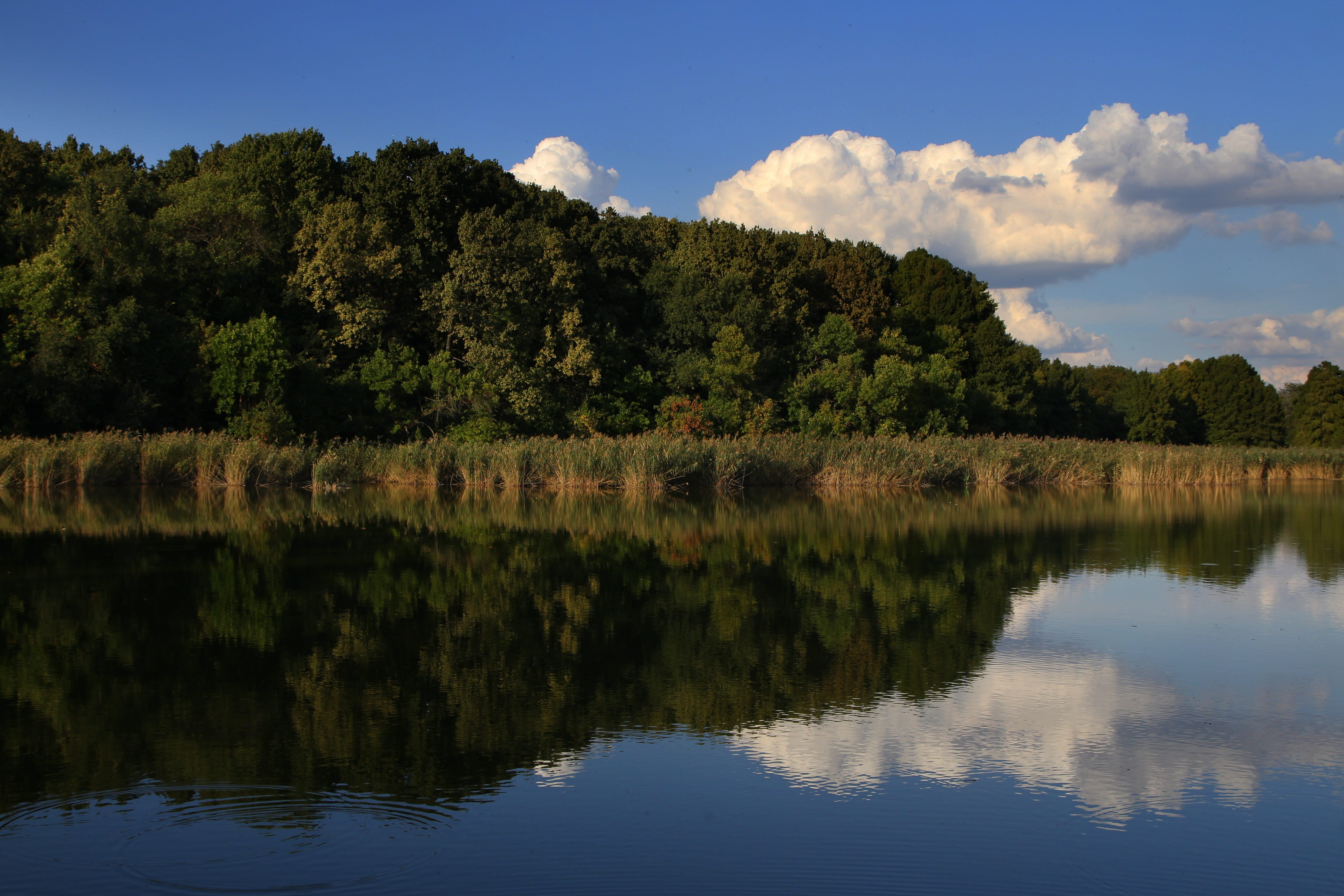 lake, forest, cloud, reflection, landscape, tree, water, sky