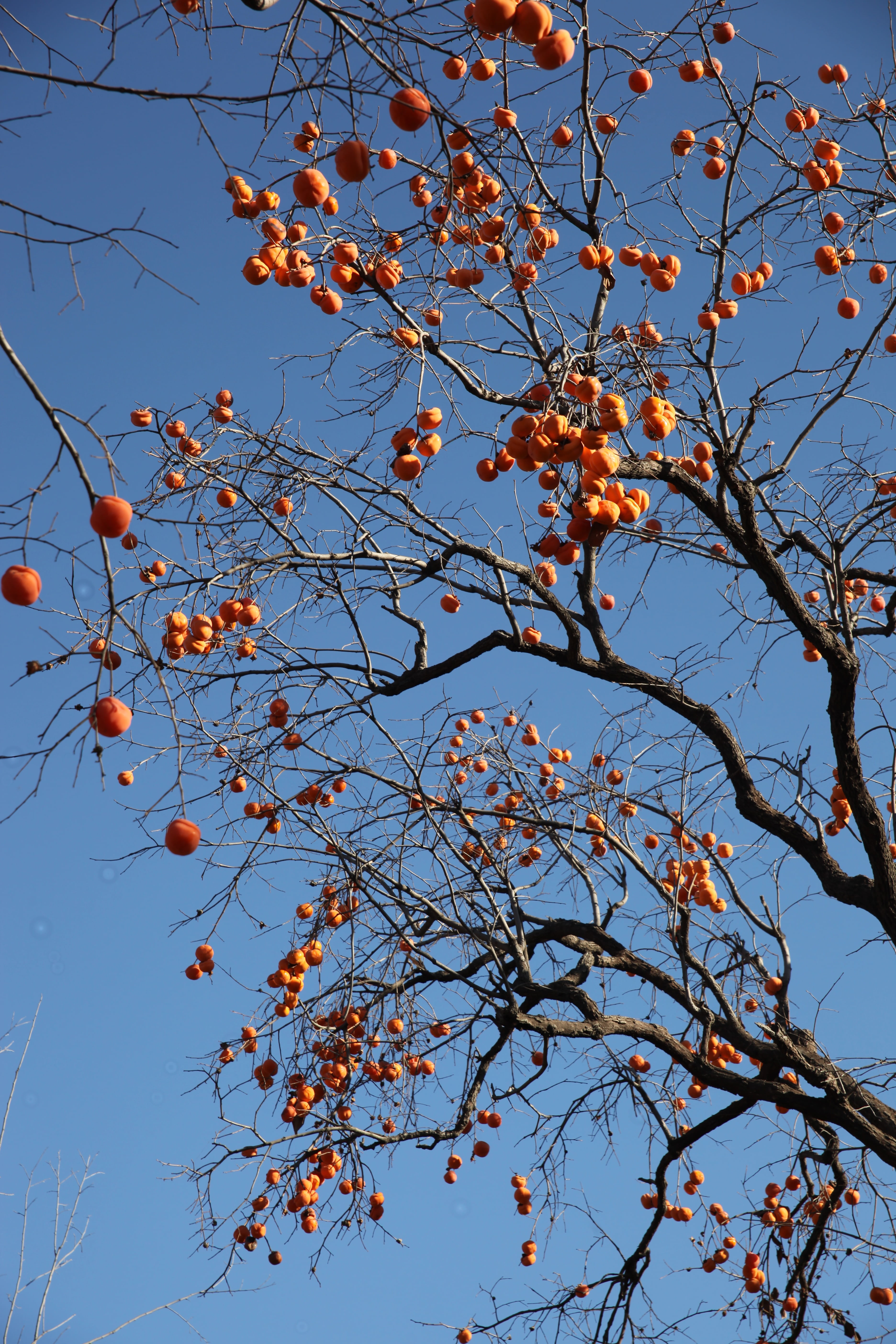 the persimmon tree, fruit trees, fruits, sky, low angle view