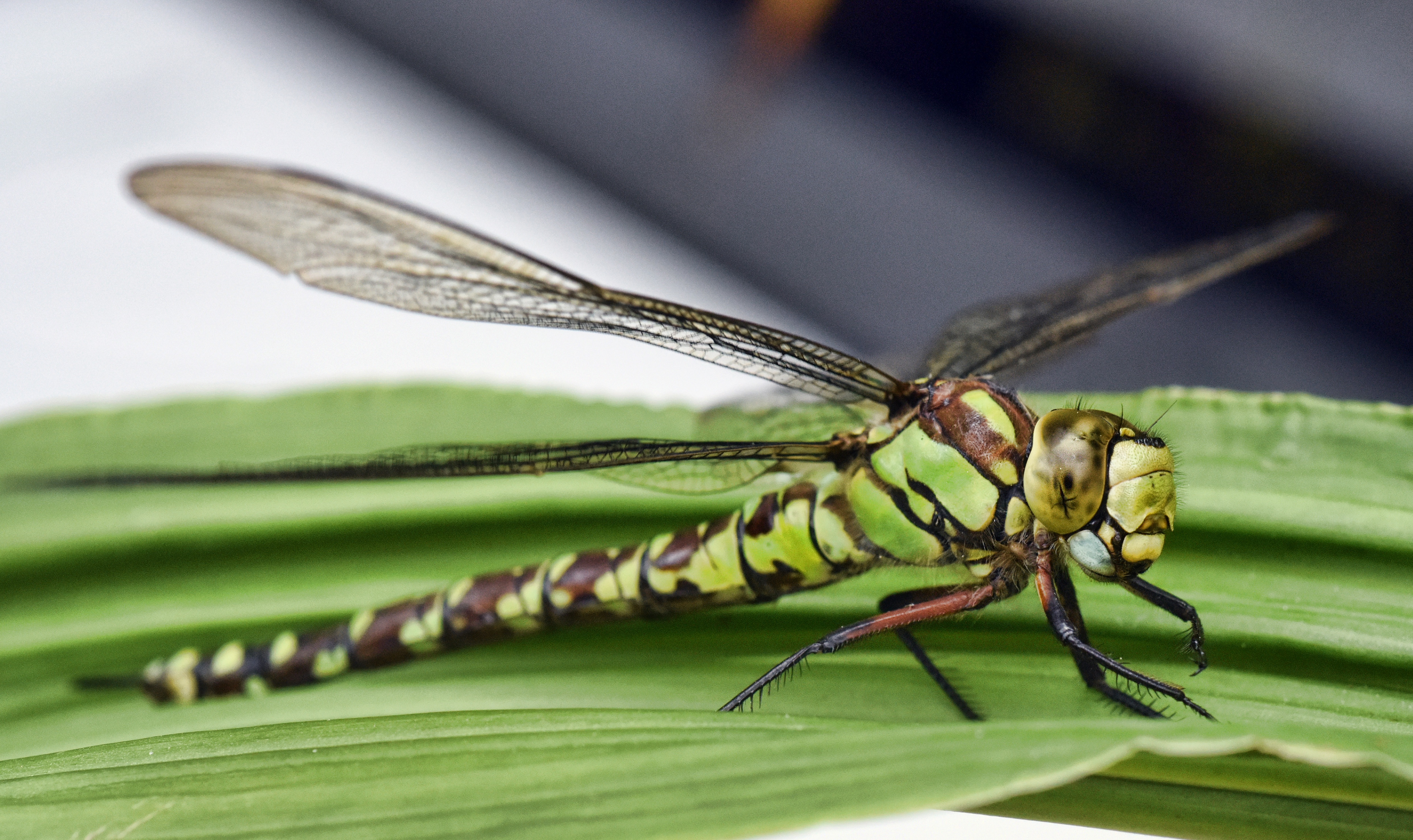 dragonfly, insect, macro, demoiselle, nature, invertebrate